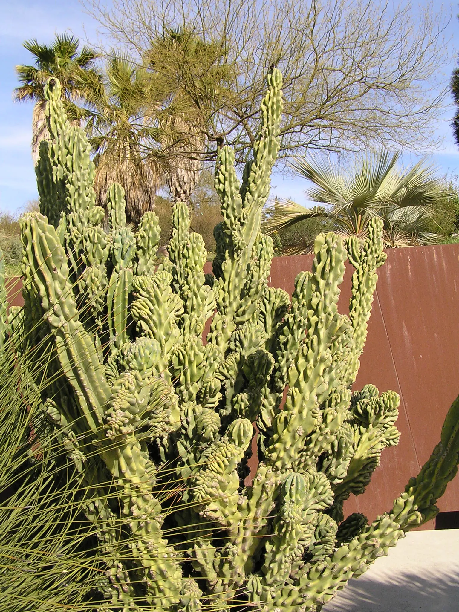 Monstrose Apple Cactus (Cereus Hildmannianus 'Monstrosus') — Ideal for xeriscaping, it offers an exotic focal point in arid landscapes