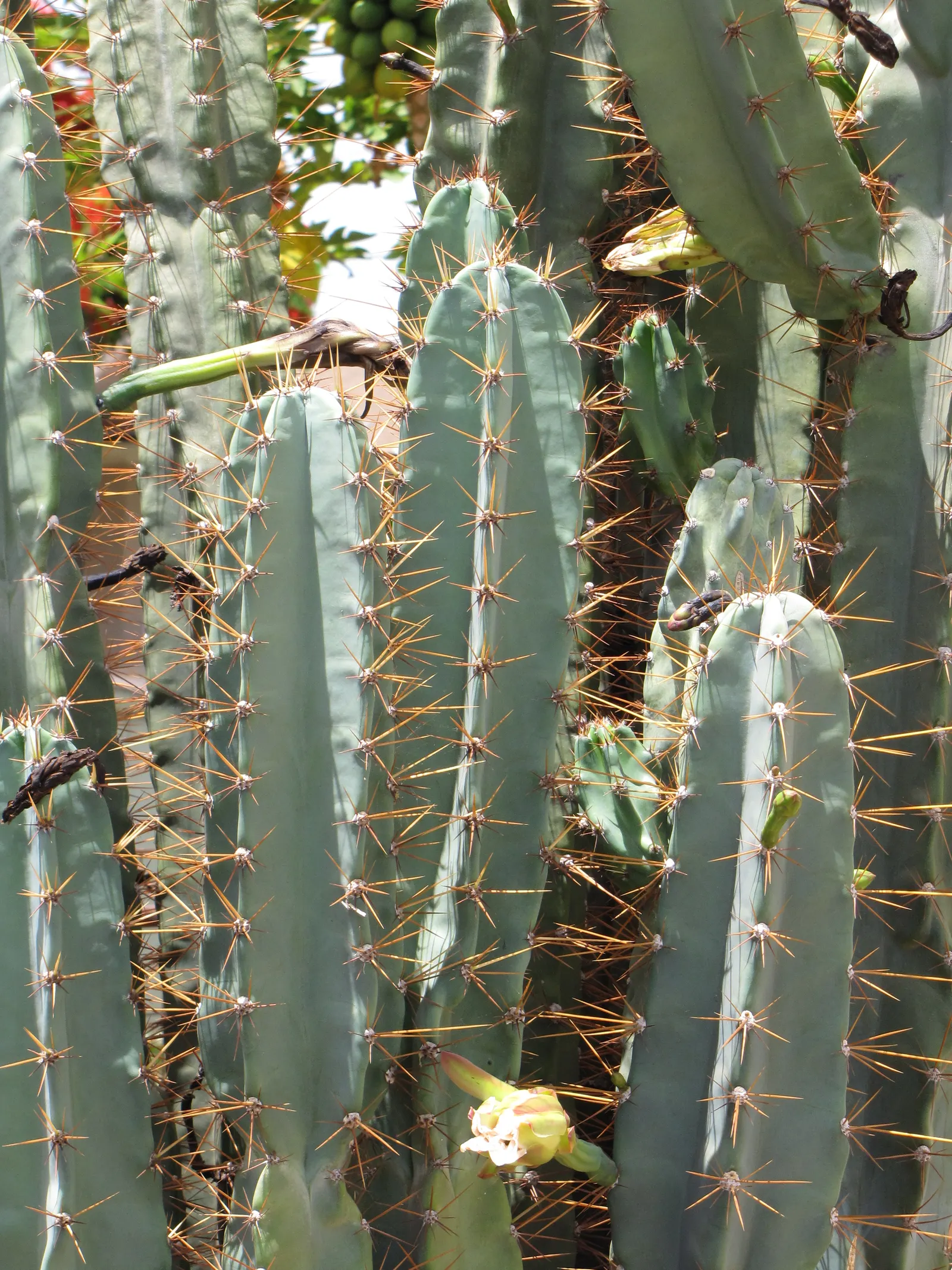 Monstrose Apple Cactus (Cereus Hildmannianus 'Monstrosus') — promising to capture the curiosity and admiration of the client and visitors alike