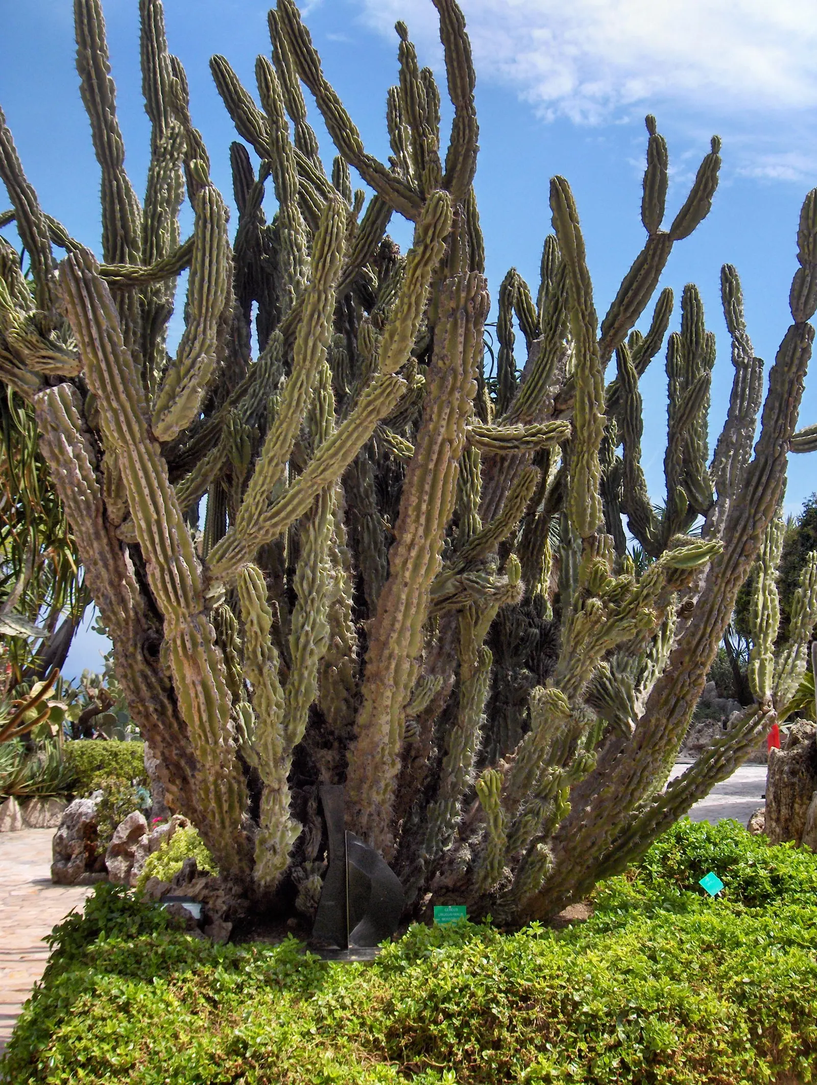 Monstrose Apple Cactus (Cereus Hildmannianus 'Monstrosus') — hence the name 'Apple Cactus.'<br><br>In terms of landscape design