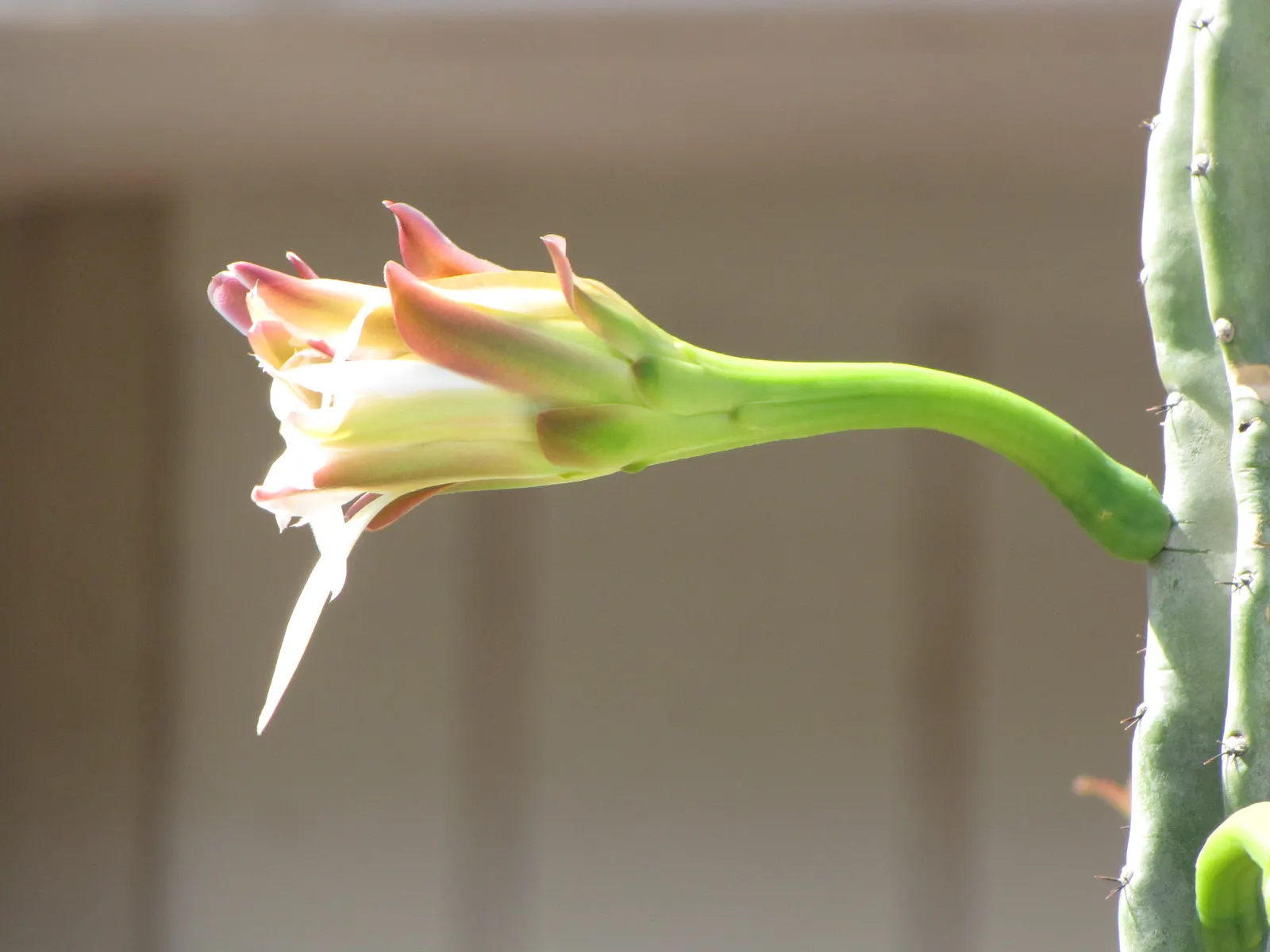 Monstrose Apple Cactus (Cereus Hildmannianus 'Monstrosus') — <br><br>The 'Monstrosus' variant distinguishes itself with its blue-green