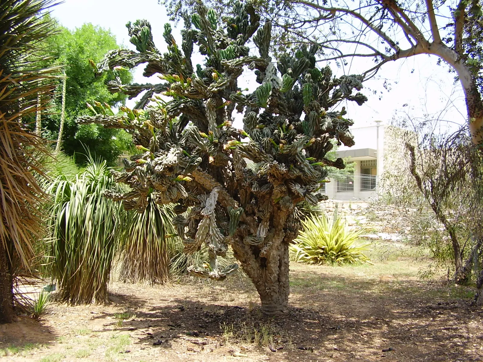 Monstrose Apple Cactus (Cereus Hildmannianus 'Monstrosus') — Thriving in USDA zones 9-11, it requires full sun and well-drained soil