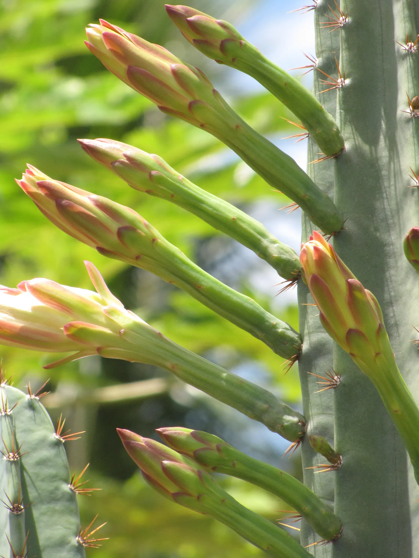 Monstrose Apple Cactus (Cereus Hildmannianus 'Monstrosus') — organically twisted formations which contrast dramatically against the more typical columnar cacti