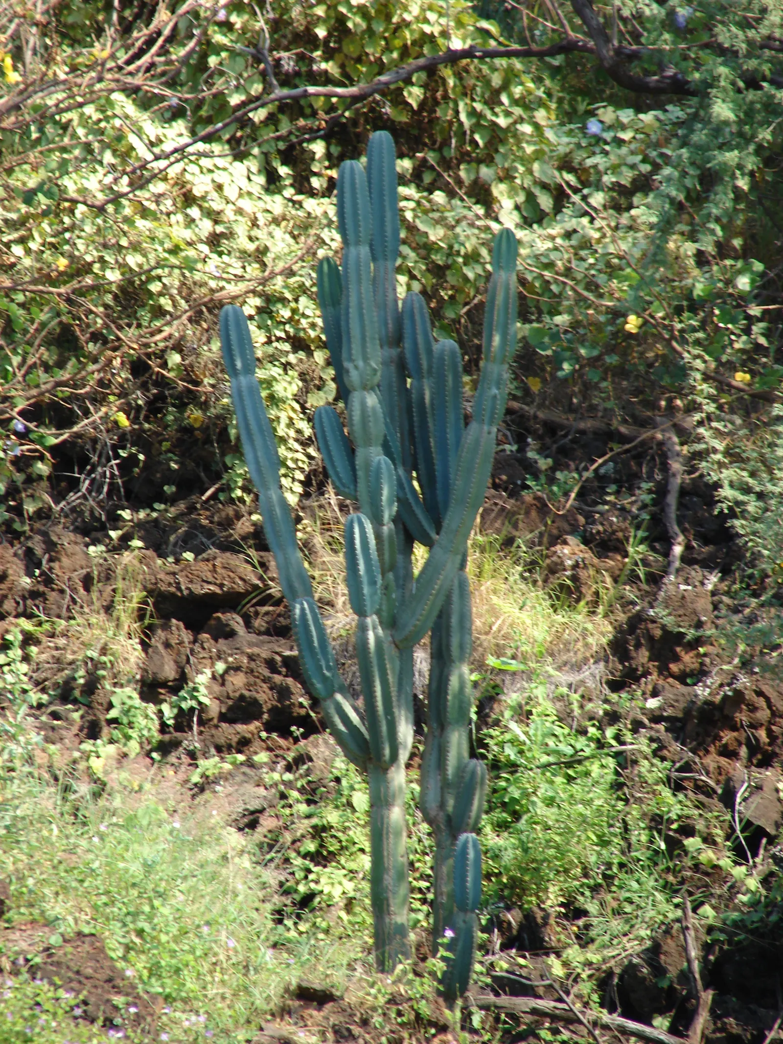 Monstrose Apple Cactus (Cereus Hildmannianus 'Monstrosus') — organically twisted formations which contrast dramatically against the more typical columnar