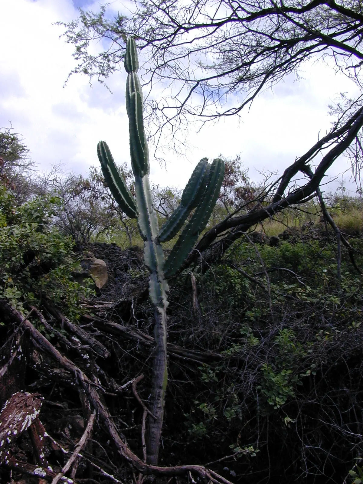 Monstrose Apple Cactus (Cereus Hildmannianus 'Monstrosus') — scientifically referred to as Cereus hildmannianus 'Monstrosus'