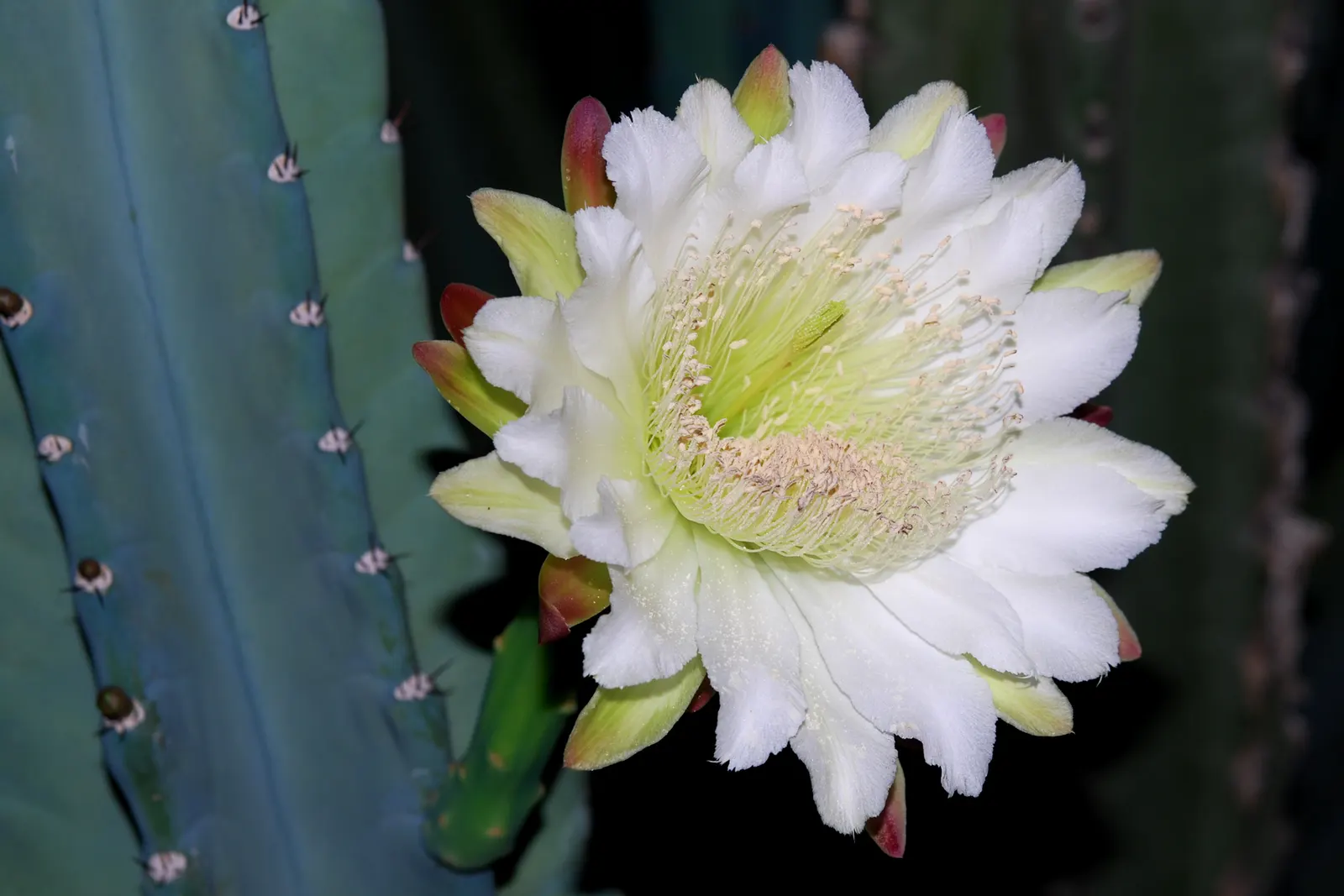 Monstrose Apple Cactus (Cereus Hildmannianus 'Monstrosus') — Its nocturnal white flowers are a rare treat, blooming at night