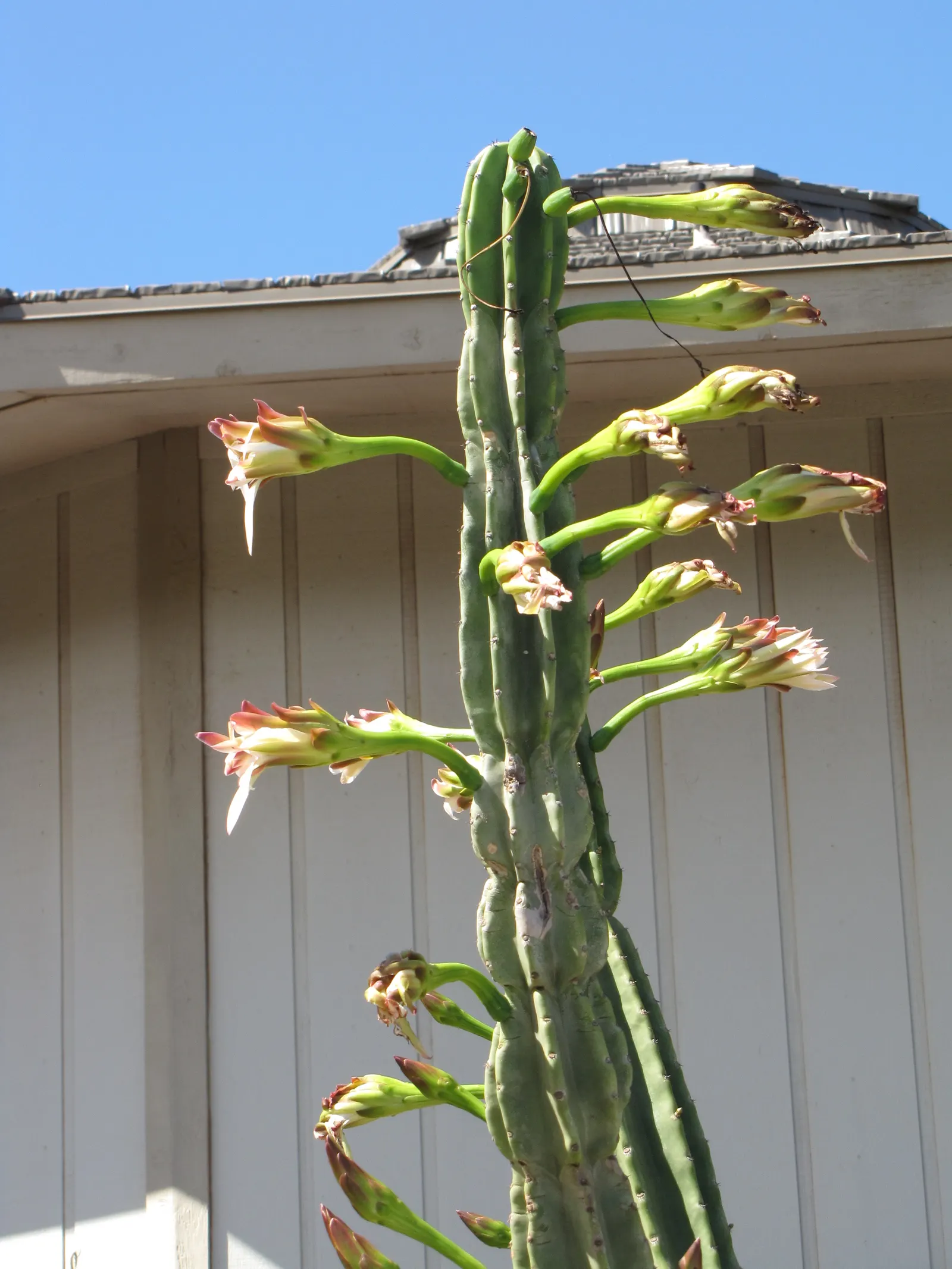 Monstrose Apple Cactus (Cereus Hildmannianus 'Monstrosus') — It requires a position with full sun exposure and thrives in well-draining soil; this visually