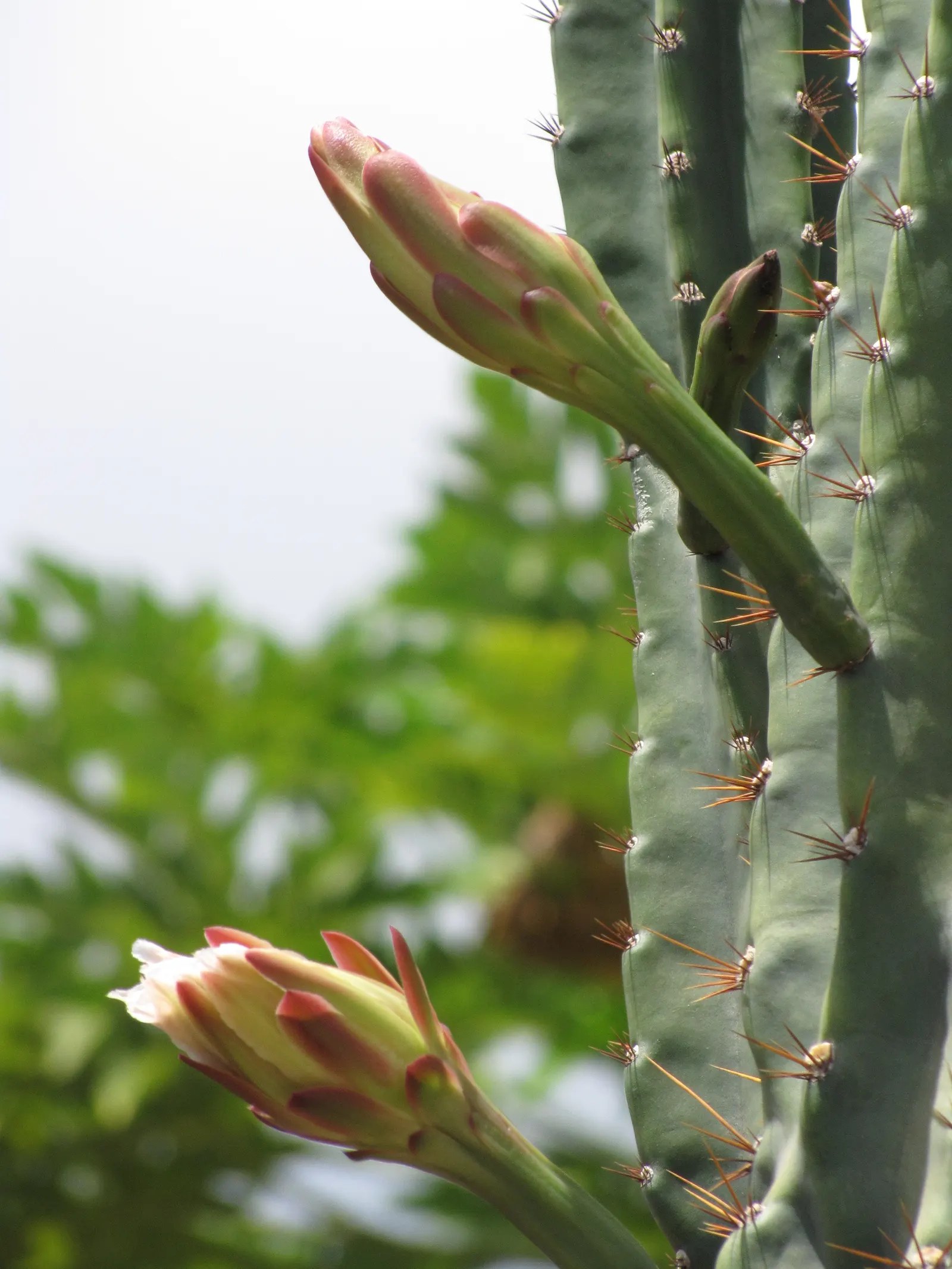 Monstrose Apple Cactus (Cereus Hildmannianus 'Monstrosus') — fragrant flowers which bear fruit resembling small apples