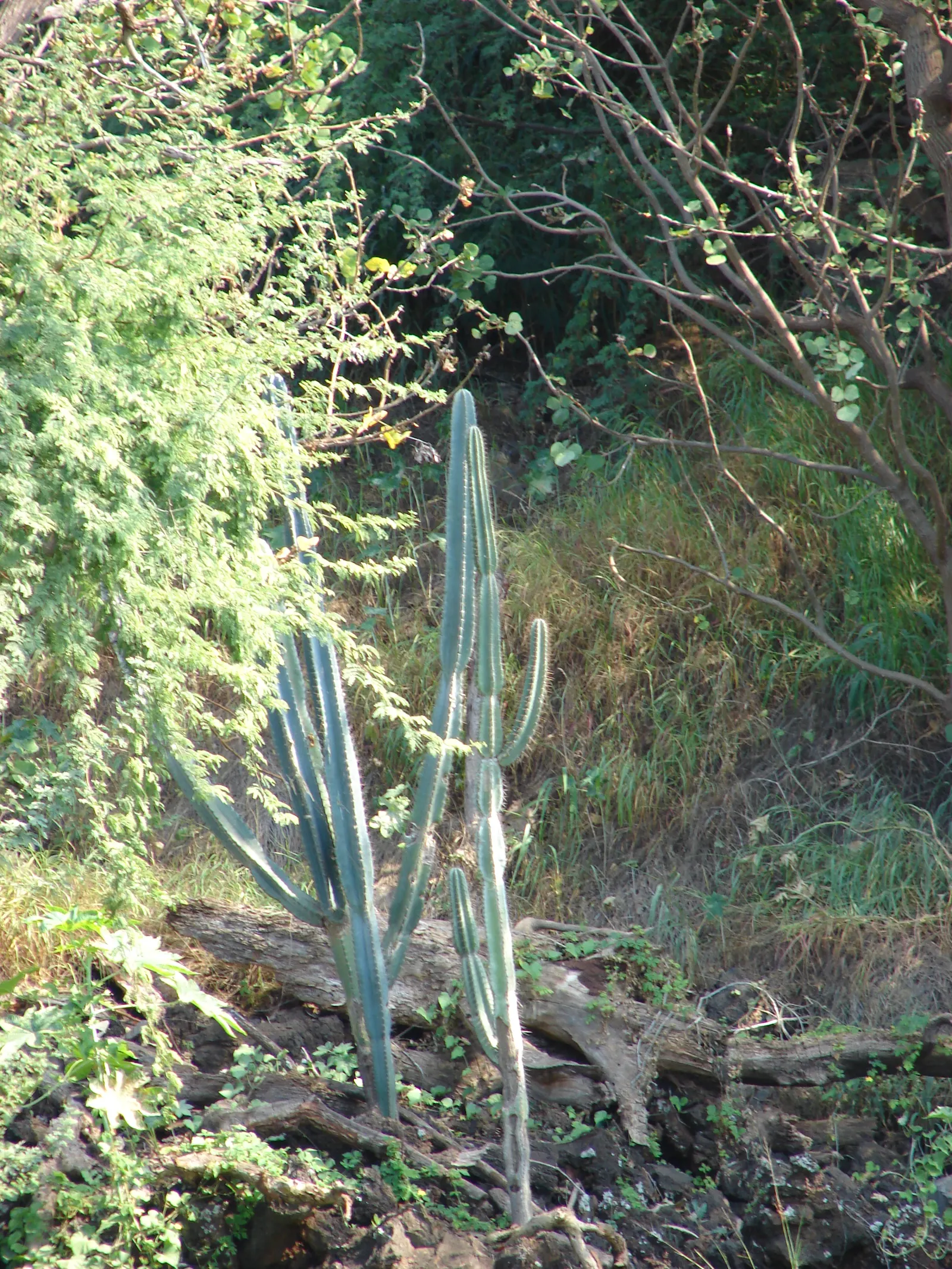 Monstrose Apple Cactus (Cereus Hildmannianus 'Monstrosus') — the Monstrose Apple Cactus can tolerate temperatures down to approximately 20&deg;F; white flowers