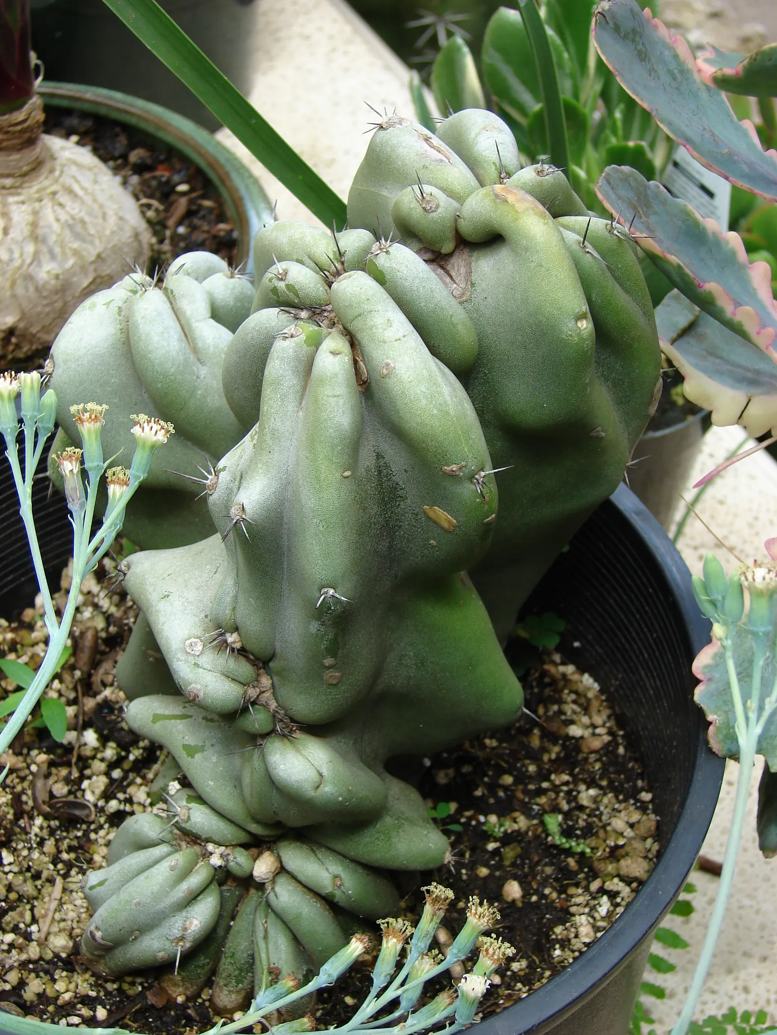 Monstrose Apple Cactus (Cereus Hildmannianus 'Monstrosus') — This visually compelling specimen is characterized by its irregular
