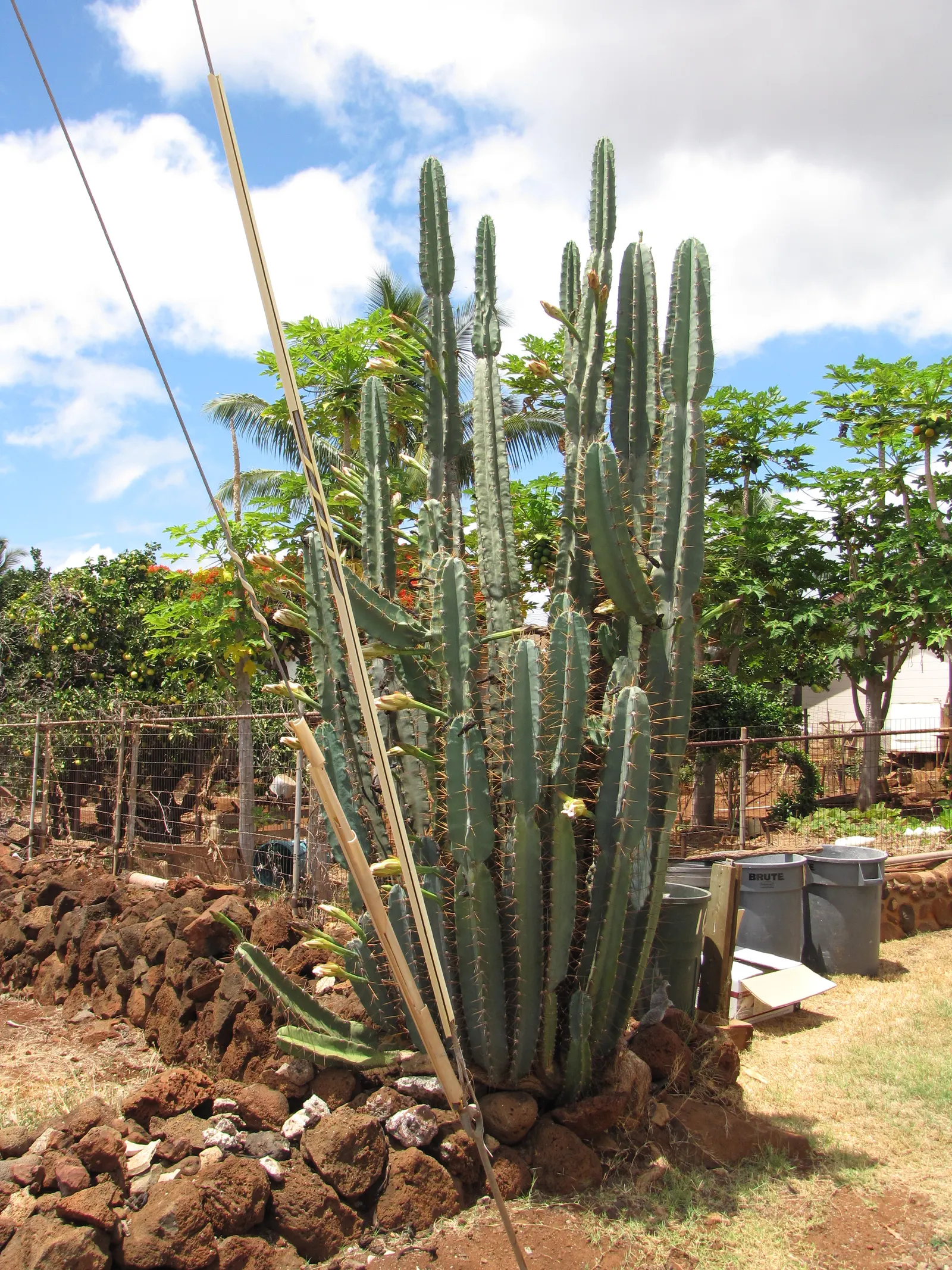 Monstrose Apple Cactus (Cereus Hildmannianus 'Monstrosus') — Ideal for xeriscaping, it offers an exotic focal point in arid landscapes; fragrant flowers which