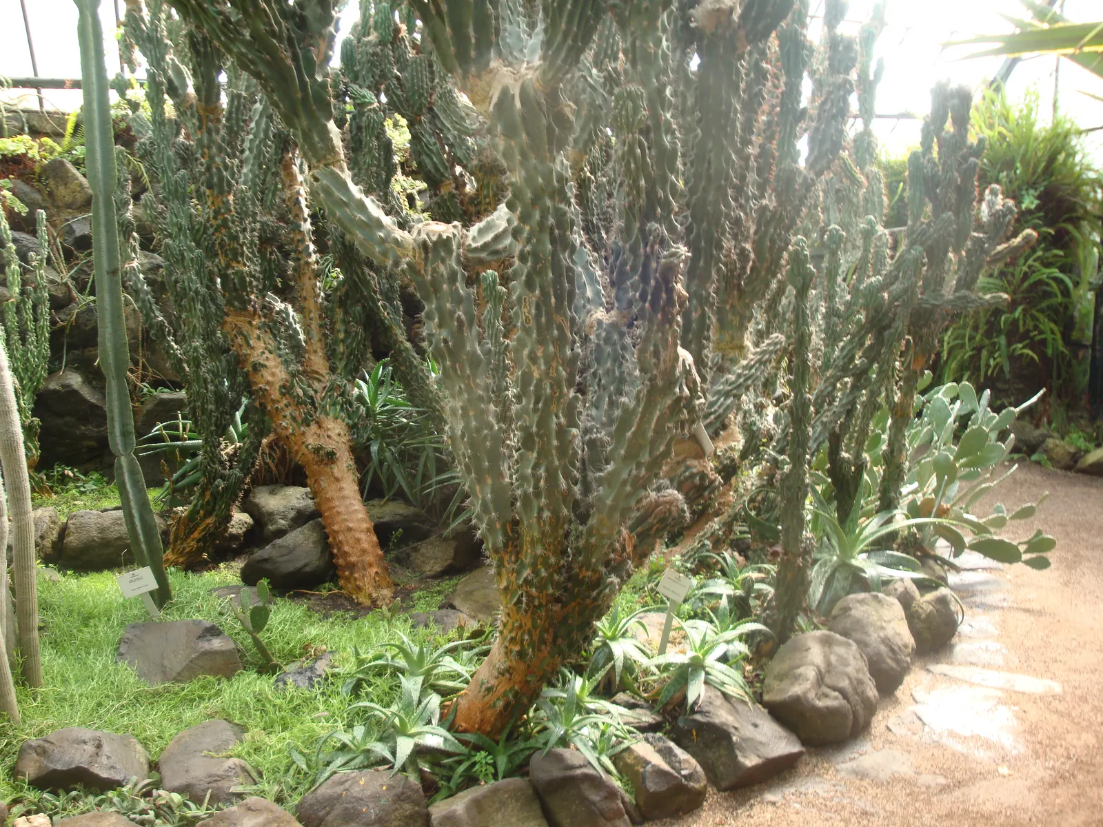 Monstrose Apple Cactus (Cereus Hildmannianus 'Monstrosus') — Hardy in USDA zones 9 to 11