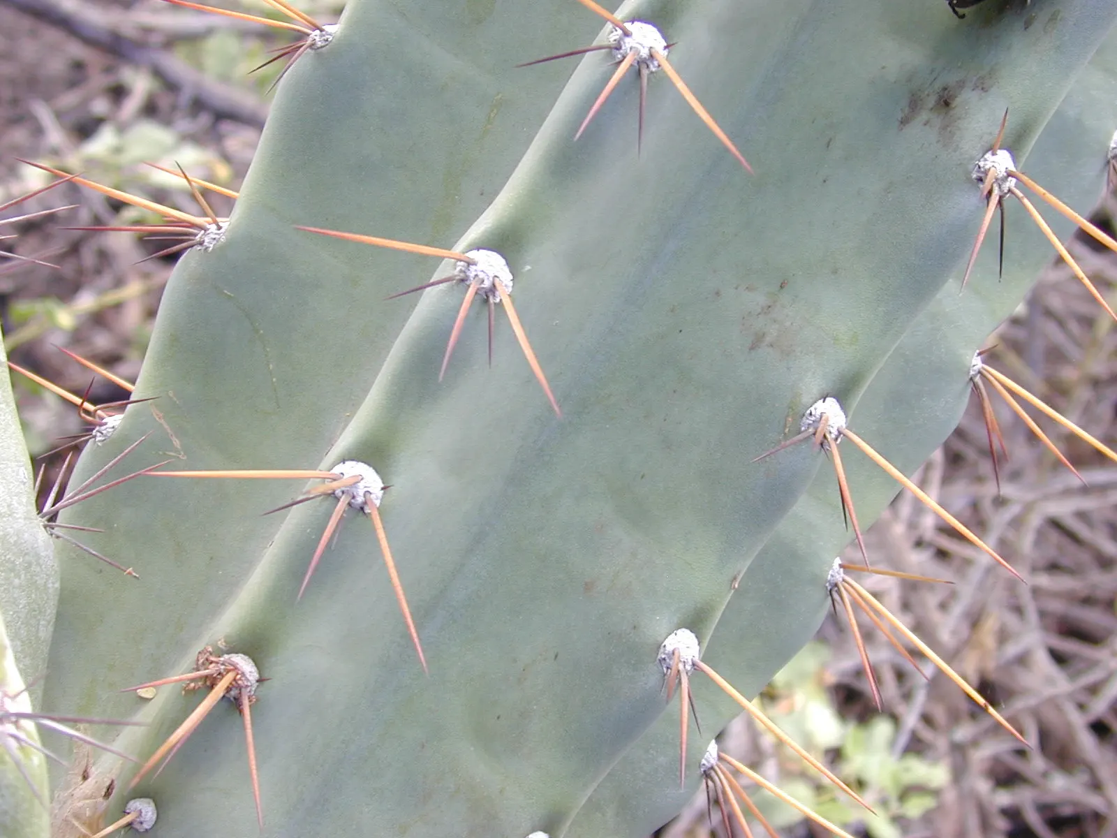 Monstrose Apple Cactus (Cereus Hildmannianus 'Monstrosus') — <br><br>The 'Monstrosus' variant distinguishes itself with its blue-green; ideal for xeriscaping
