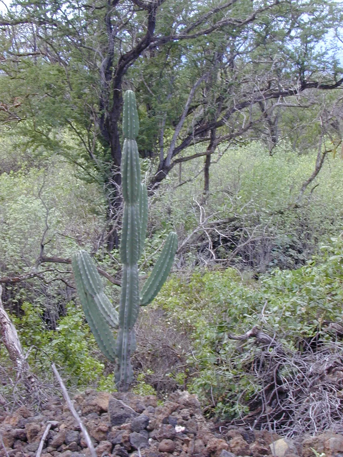Monstrose Apple Cactus (Cereus Hildmannianus 'Monstrosus') — is a striking and sculpturally unique variant of the standard Apple Cactus; can reach an