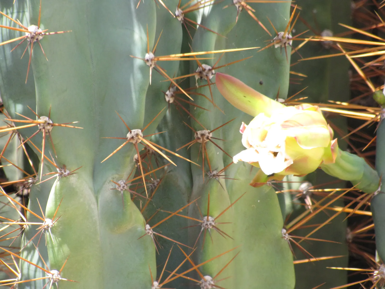 Monstrose Apple Cactus (Cereus Hildmannianus 'Monstrosus') — can reach an impressive height of 10-15 feet and a spread of 4-6 feet