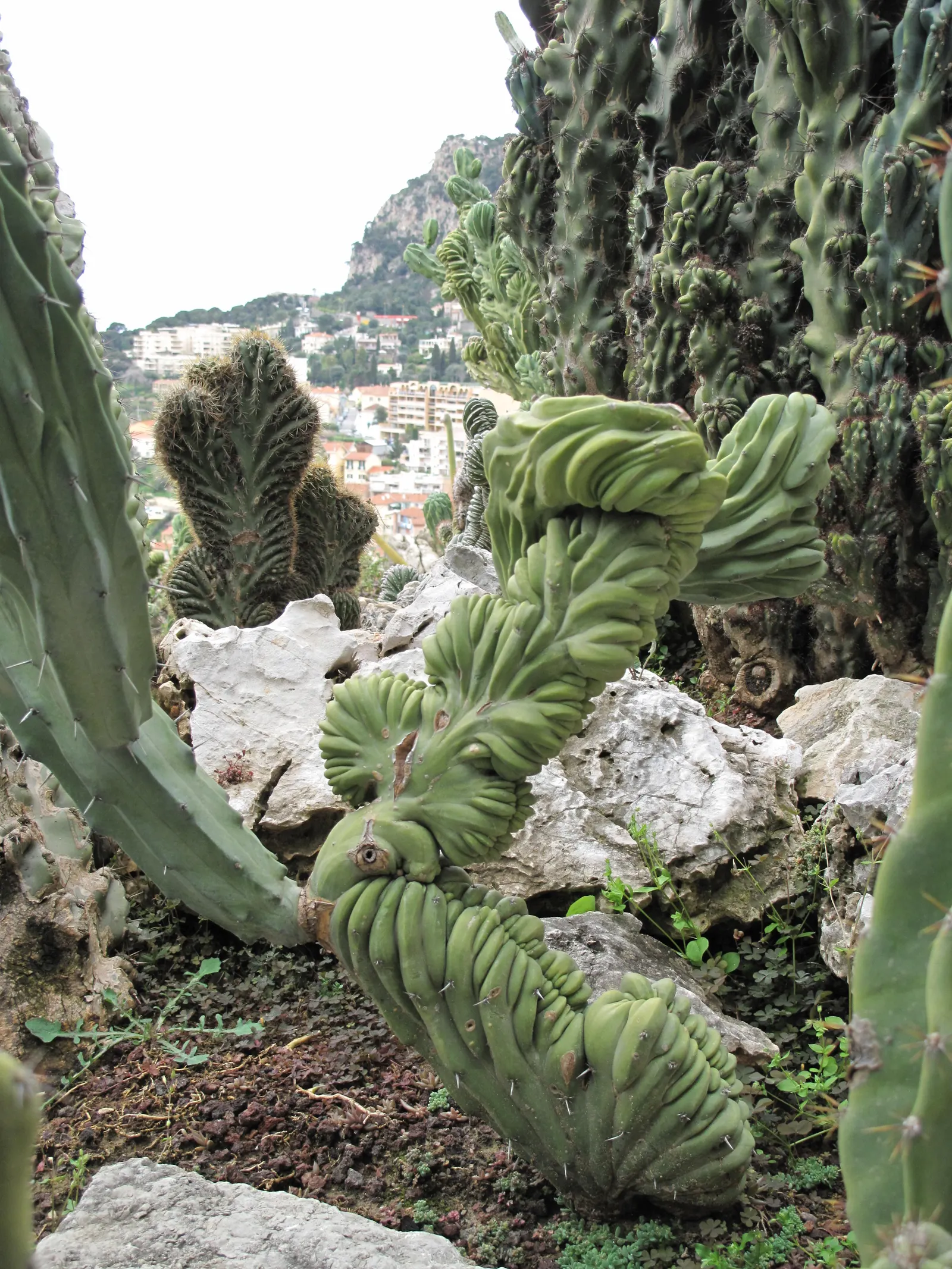 Monstrose Apple Cactus (Cereus Hildmannianus 'Monstrosus') — it can reach an impressive stature of 10 to 15 feet in height with a potential spread, image 36