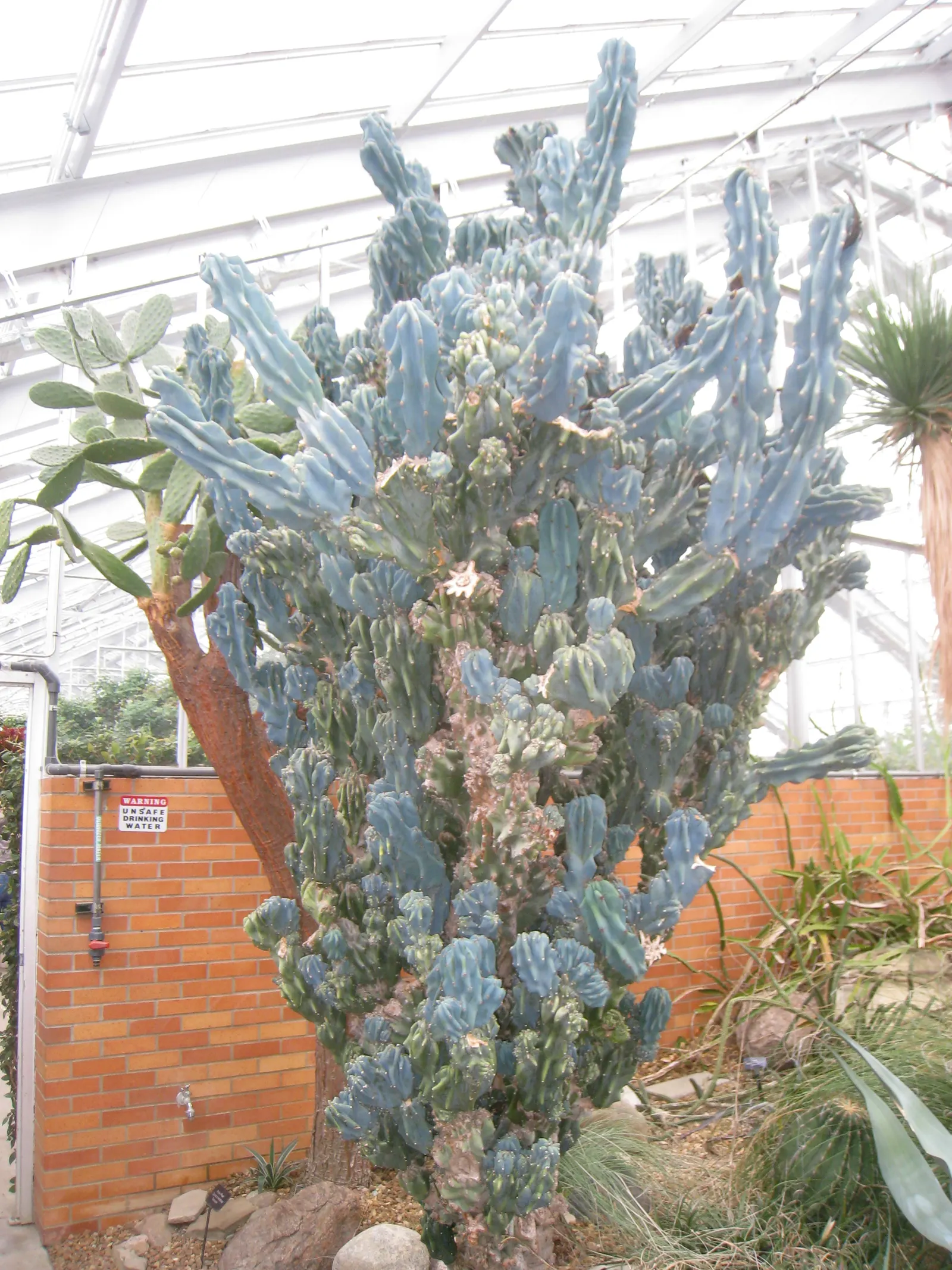 Monstrose Apple Cactus (Cereus Hildmannianus 'Monstrosus') — though it will need protection from frost to prevent scarring