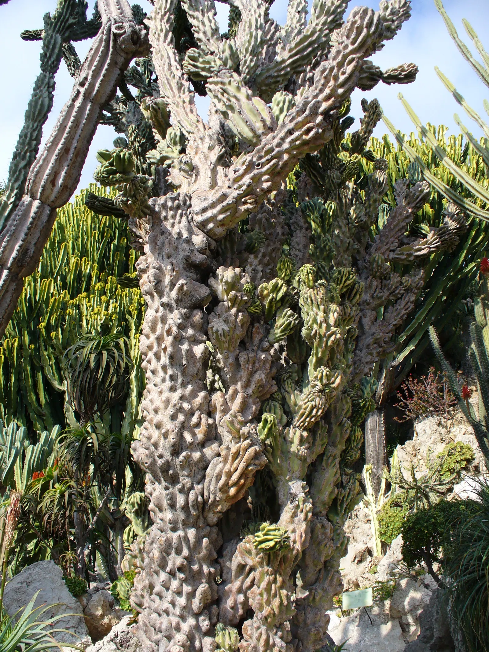Monstrose Apple Cactus (Cereus Hildmannianus 'Monstrosus') — Its nocturnal white flowers are a rare treat, blooming at night; scientifically referred to as