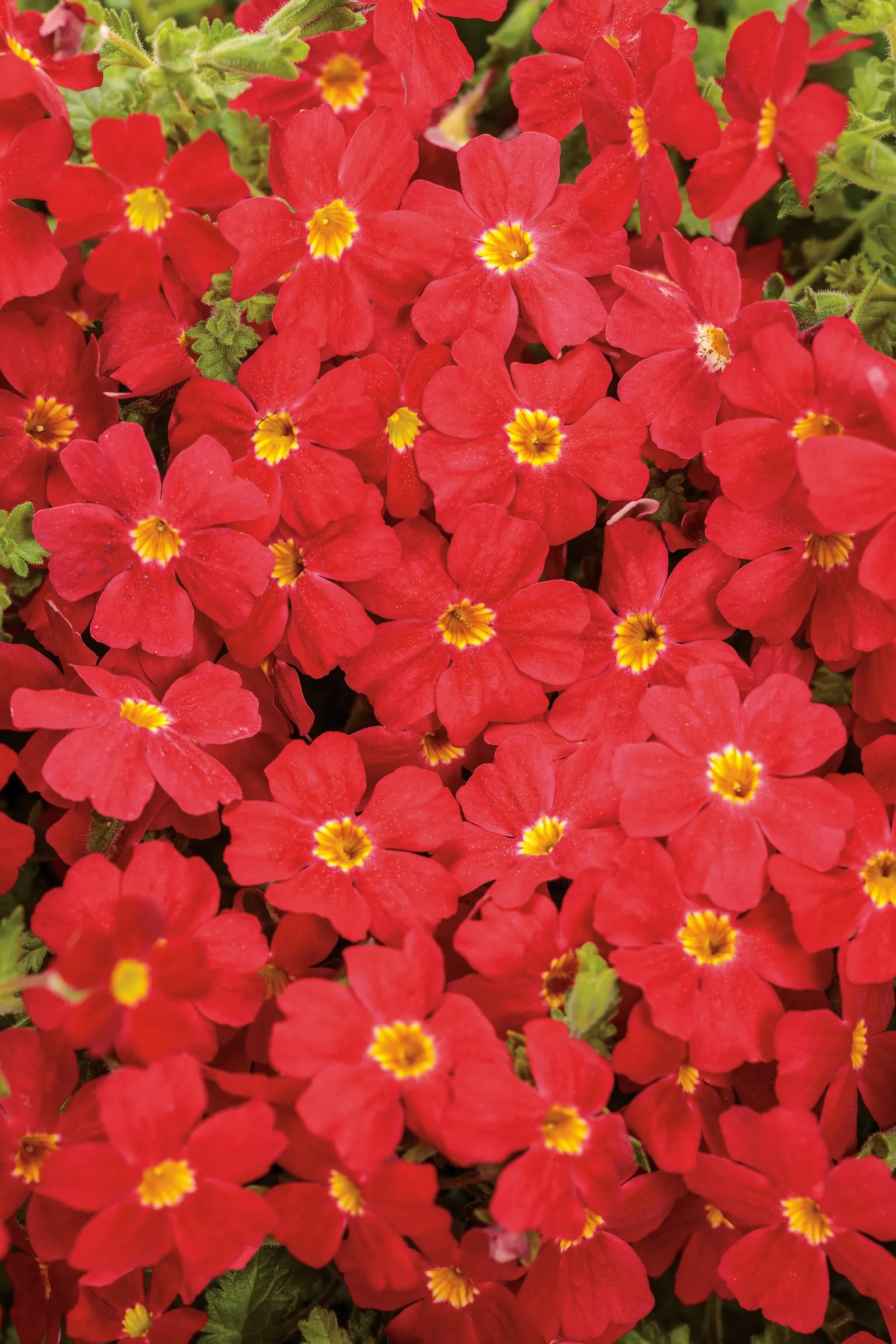 South African Phlox (Jamesbrittenia) — It grows 6-12 inches tall and spreads 12-24 inches