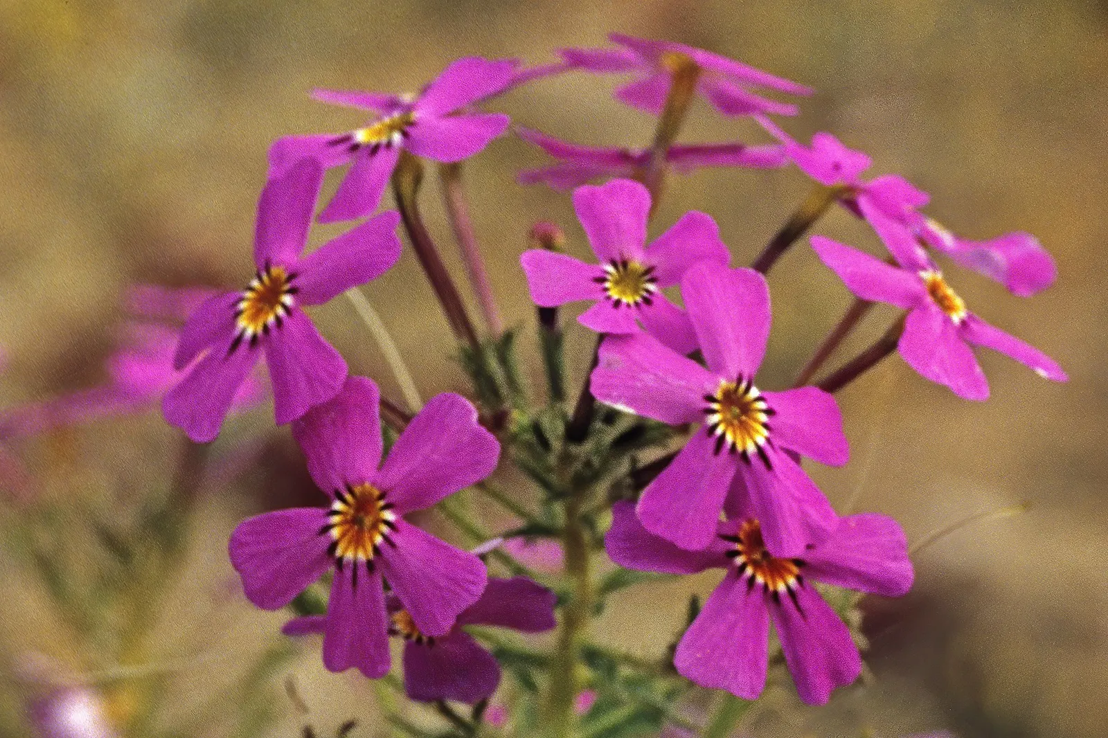 South African Phlox (Jamesbrittenia) — it brings sheets of hot red blooms over fresh green foliage from planting until frost