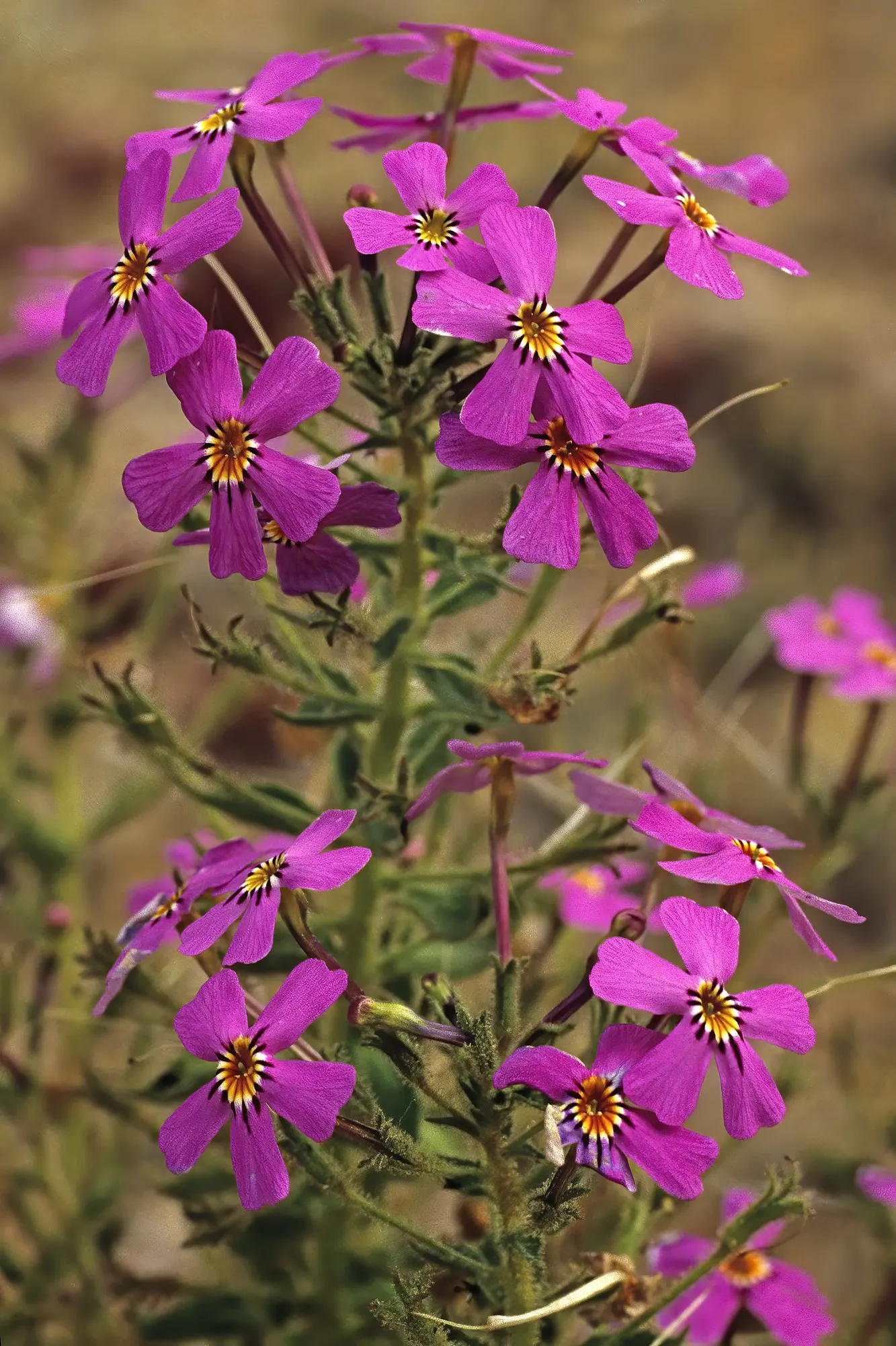 South African Phlox (Jamesbrittenia) — creating the kind of saturated color that reads beautifully from a distance yet still feels delicate up close