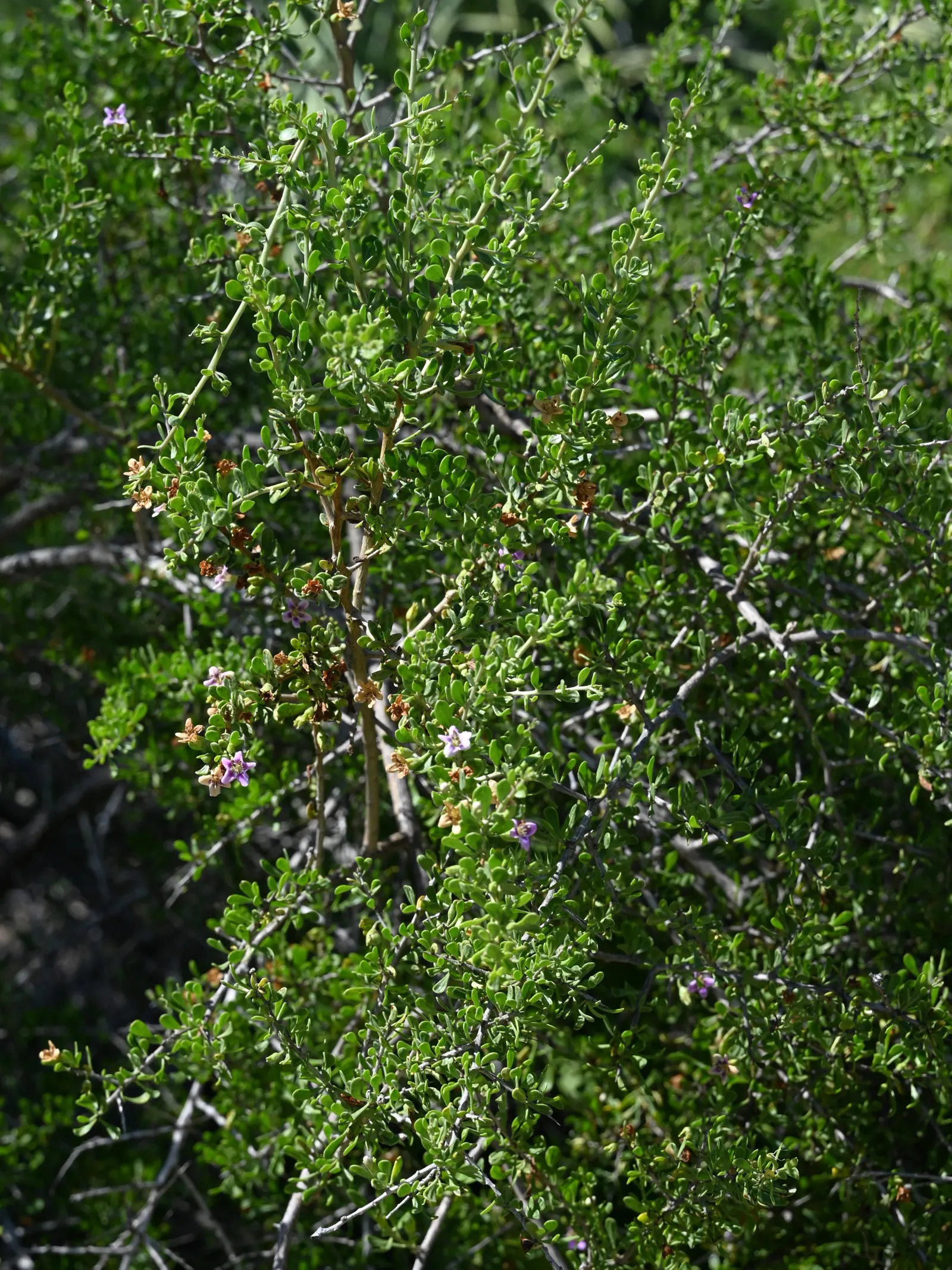 Desert Thorn, Baja Desert Thorn (Lycium Brevipes) — is a vibrant and tenacious addition to any xeriscape or drought-tolerant landscape design