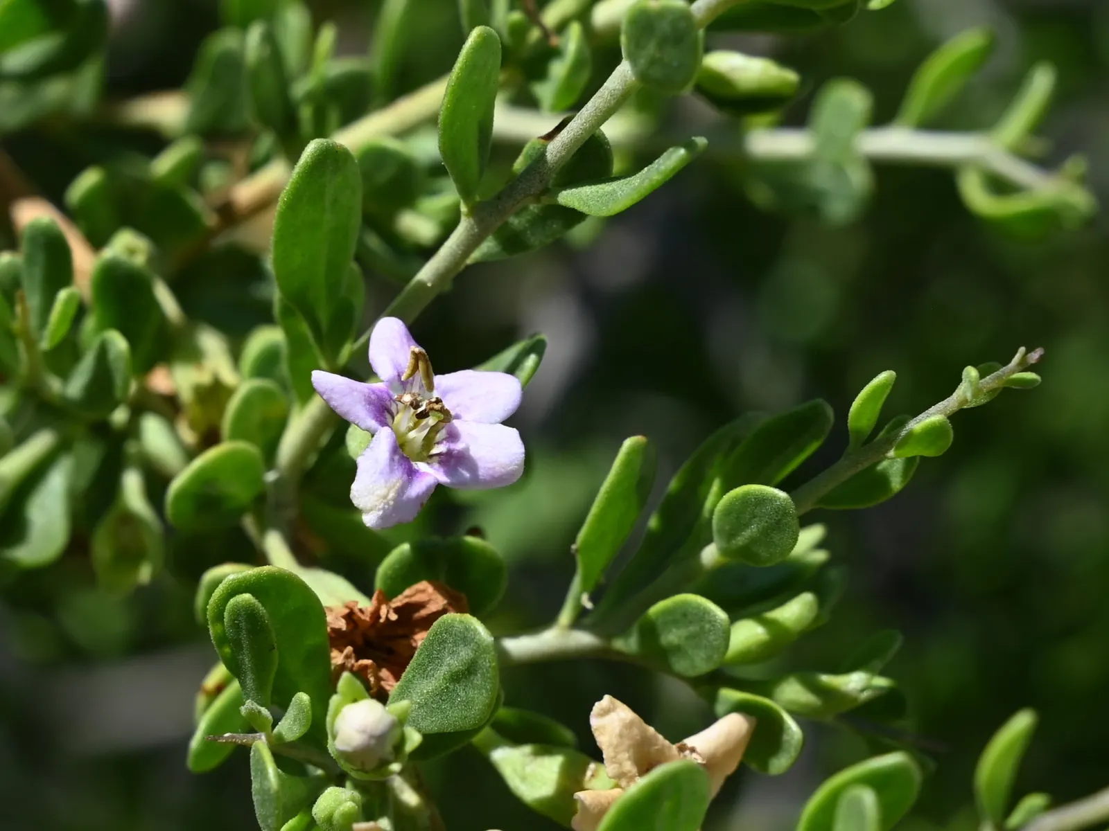 Desert Thorn, Baja Desert Thorn (Lycium Brevipes) — The Desert Thorn, or Lycium brevipes, indigenous to the Baja region, thrives in arid climates