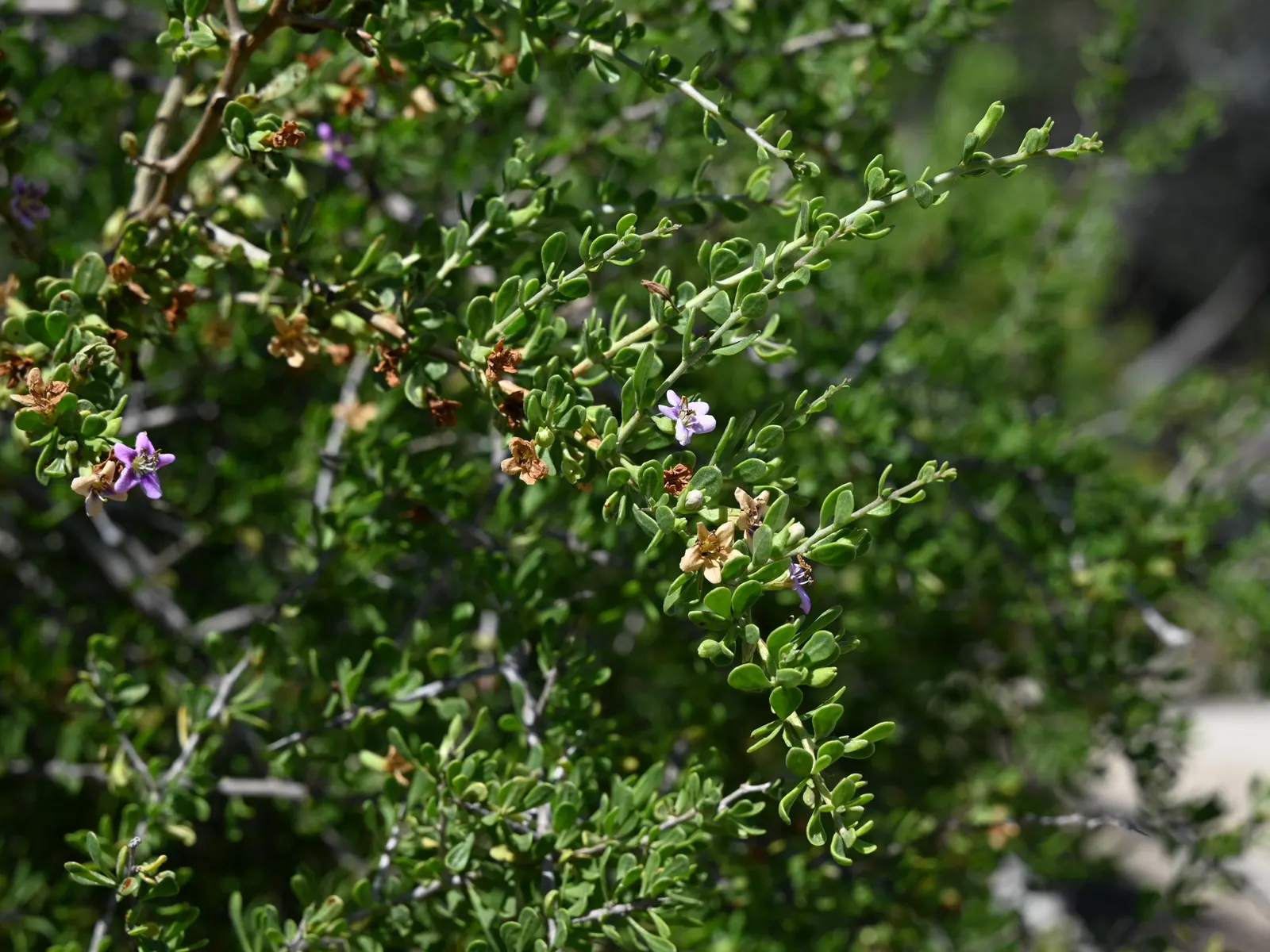 Desert Thorn, Baja Desert Thorn (Lycium Brevipes) — This resilient shrub reaches up to 8 feet high with a spread of 6 feet