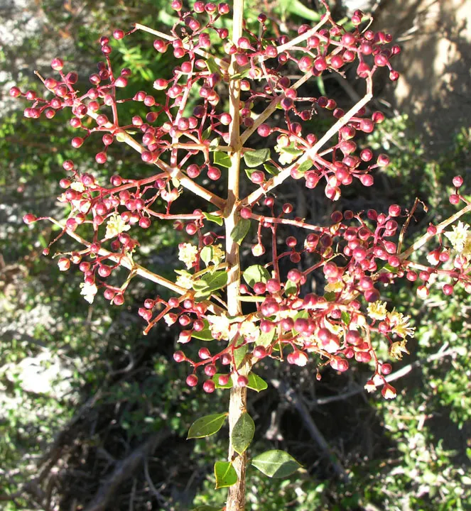 Desert Thorn, Baja Desert Thorn (Lycium Brevipes) — scientifically known as Lycium brevipes