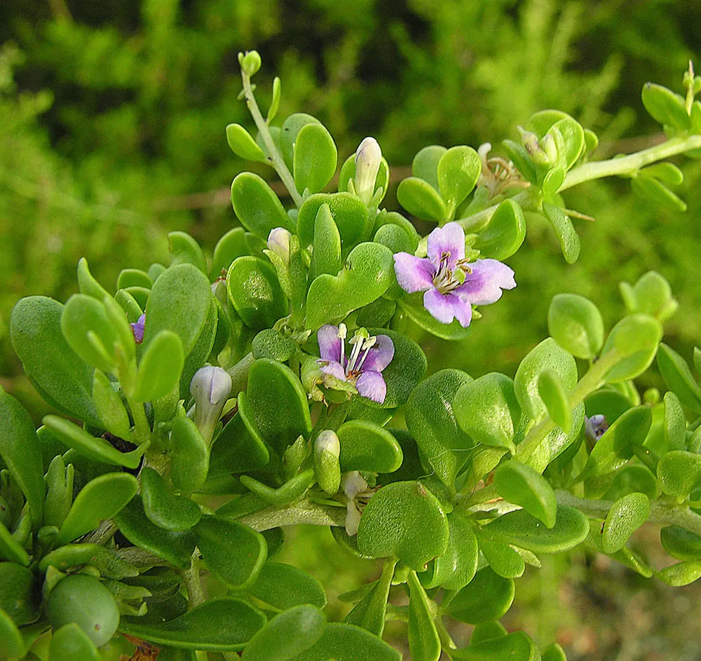 Desert Thorn, Baja Desert Thorn (Lycium Brevipes) — it requires minimal water once established and prefers full sun
