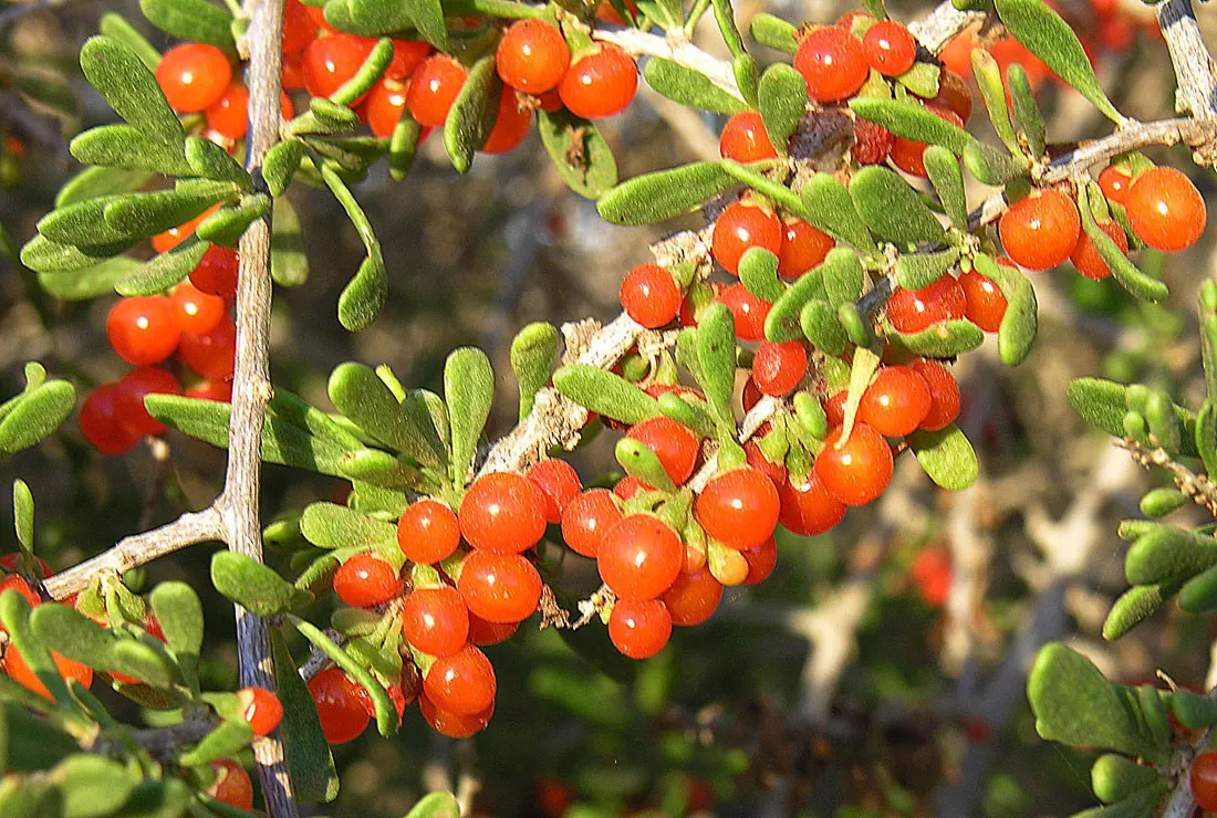 Desert Thorn, Baja Desert Thorn (Lycium Brevipes) — offering a low-maintenance option for water-wise gardens