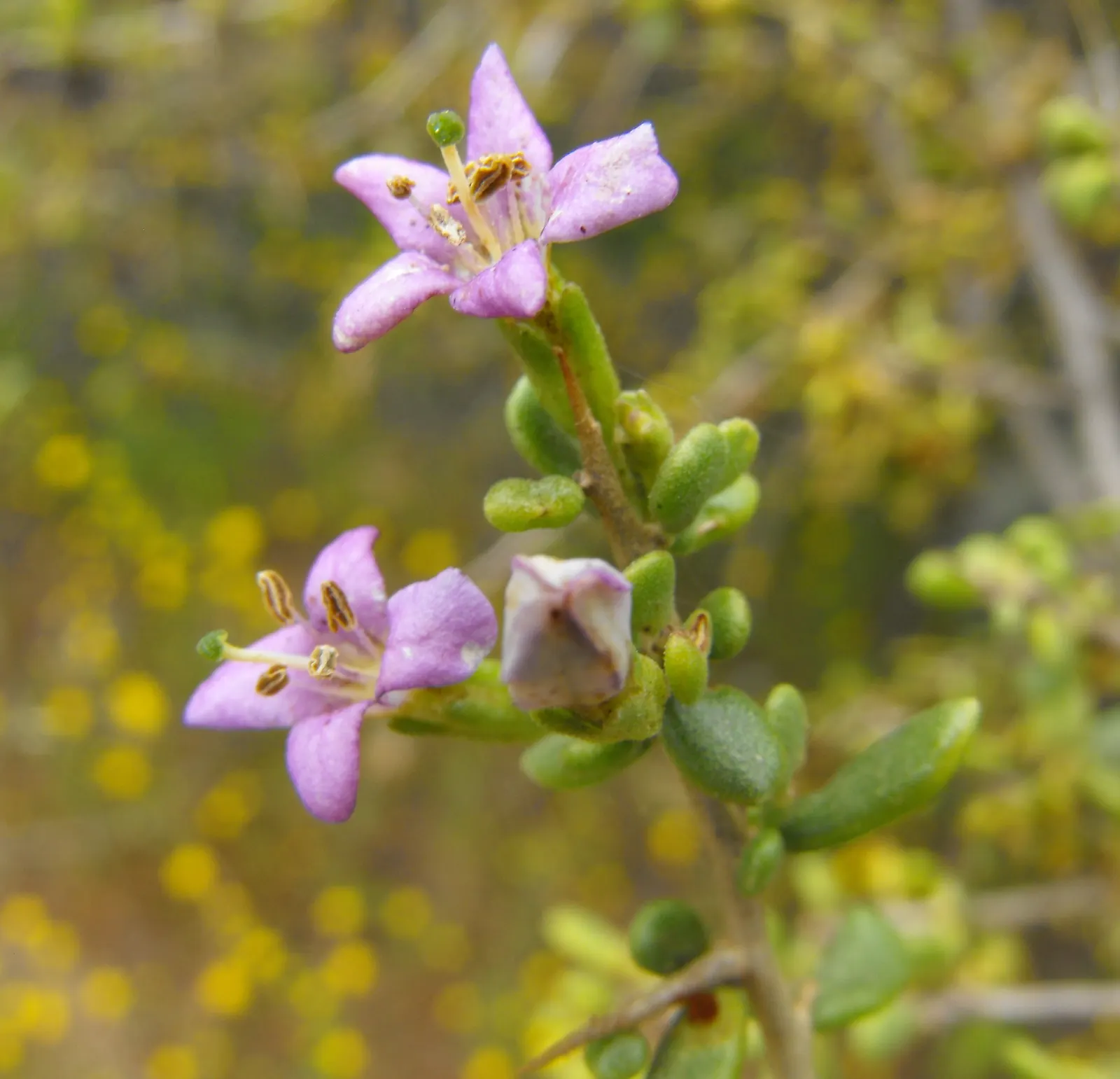 Desert Thorn, Baja Desert Thorn (Lycium Brevipes) — It features slender branches