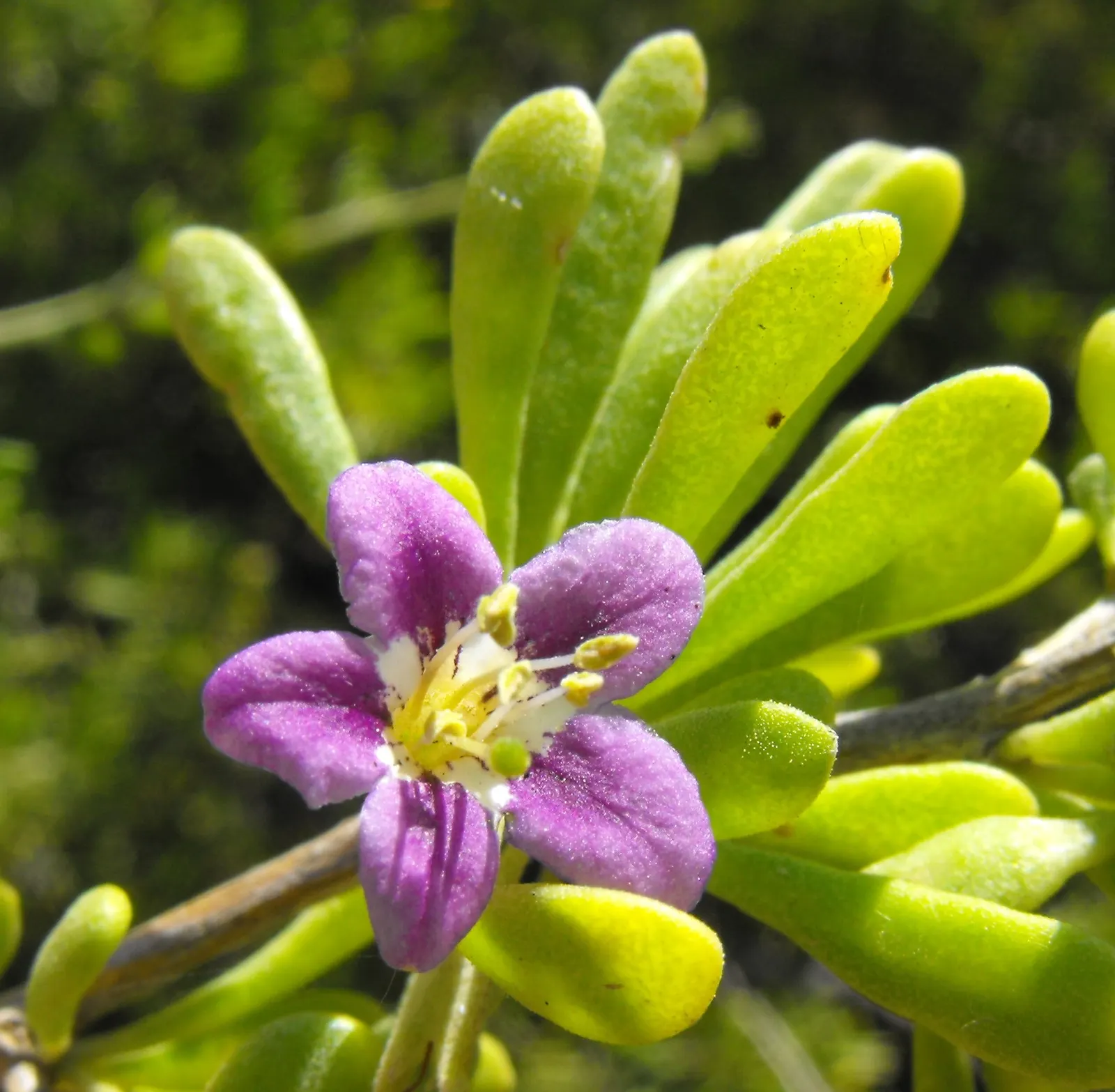 Desert Thorn, Baja Desert Thorn (Lycium Brevipes) — and delicate purple blossoms that give way to red berries
