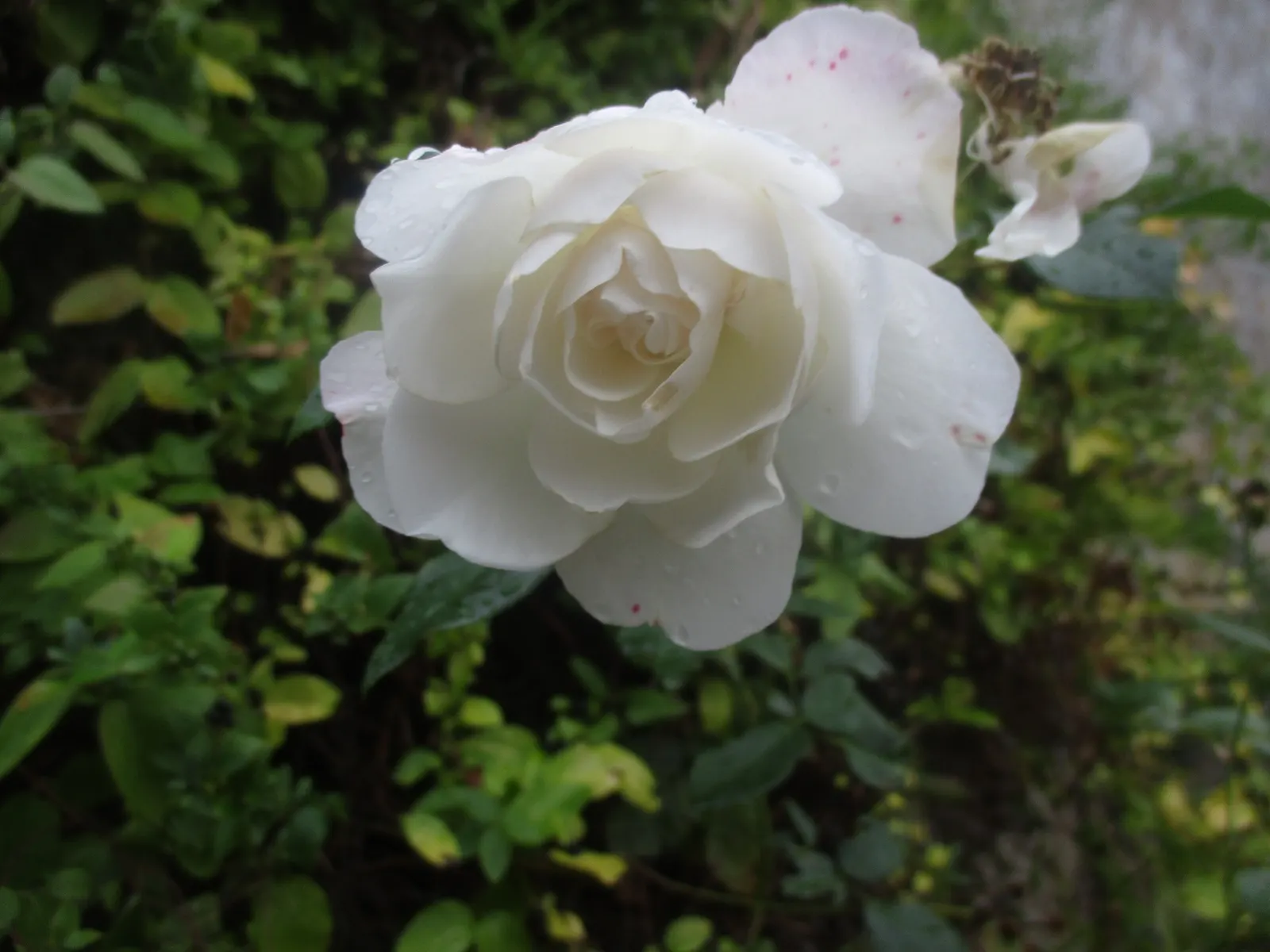 Iceberg Floribunda Rose (Rosa 'Iceberg') — The lush petals contrast beautifully with the glossy