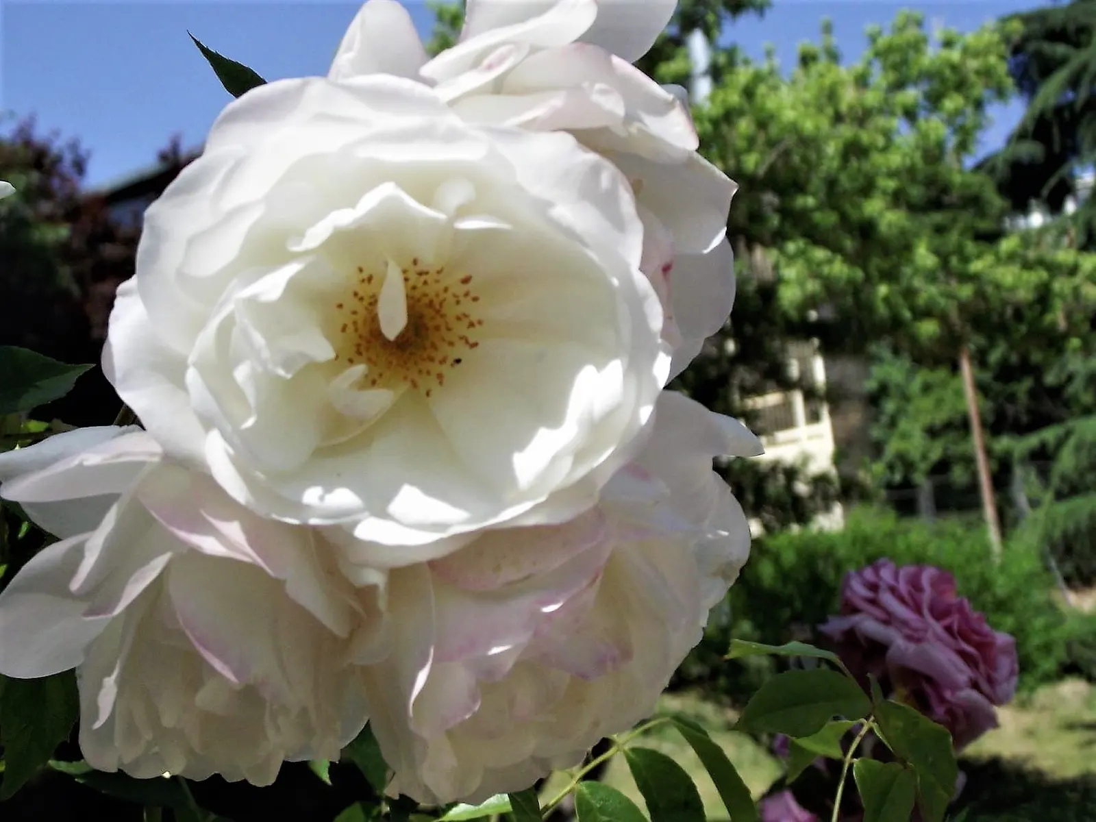 Iceberg Floribunda Rose (Rosa 'Iceberg') — consider its use as a border