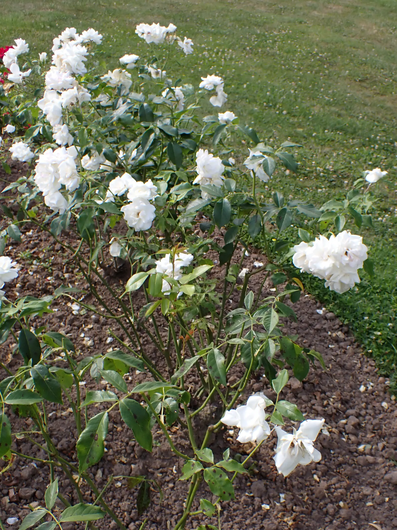 Iceberg Floribunda Rose (Rosa 'Iceberg') — minimizing the need for chemical treatments and thus facilitating a more environmentally-friendly landscape