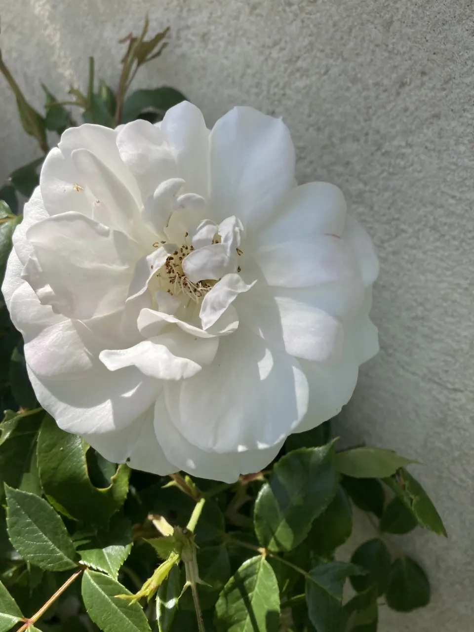 Iceberg Floribunda Rose (Rosa 'Iceberg') — <br><br>Sitting on upright and bushy growth that can reach heights of 3 to 4 feet with a spread of 2 to, image 53