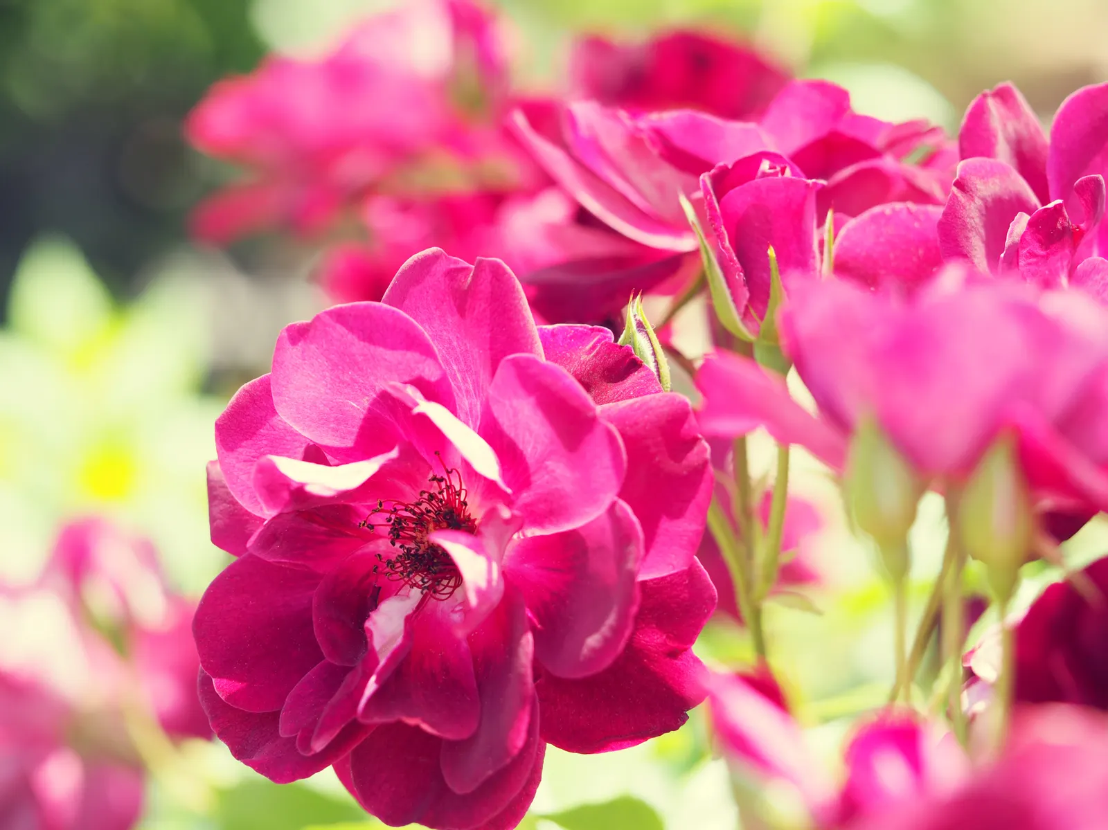 Iceberg Floribunda Rose (Rosa 'Iceberg') — white flowers in the garden; making it a low-maintenance choice popular for borders