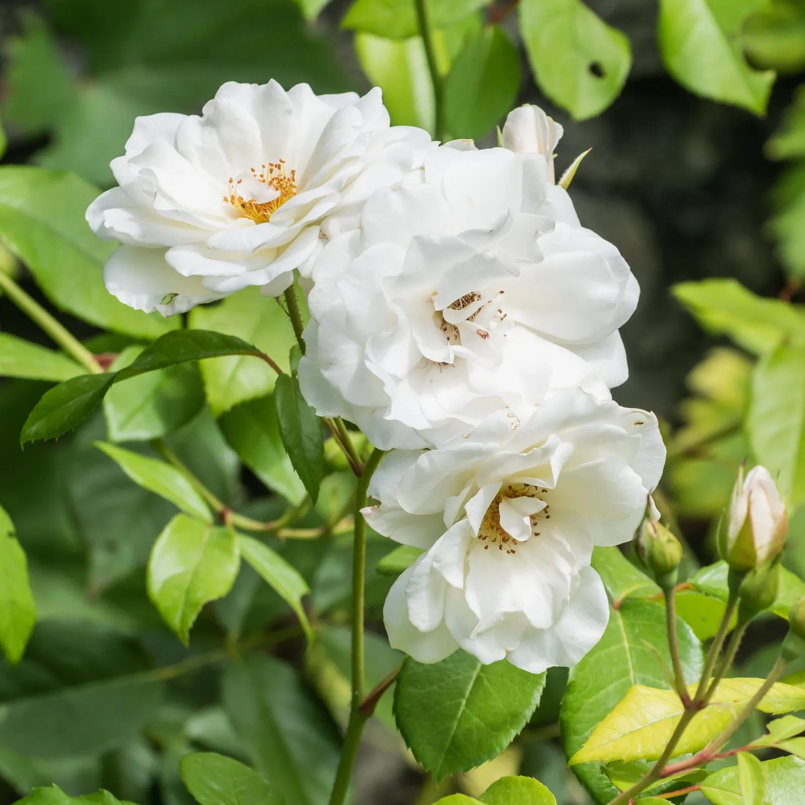 Iceberg Floribunda Rose (Rosa 'Iceberg') — Hardy in USDA zones 5 through 9, 'Iceberg' reaches 3 to 4 feet in height with a similar spread; due to its pleasant