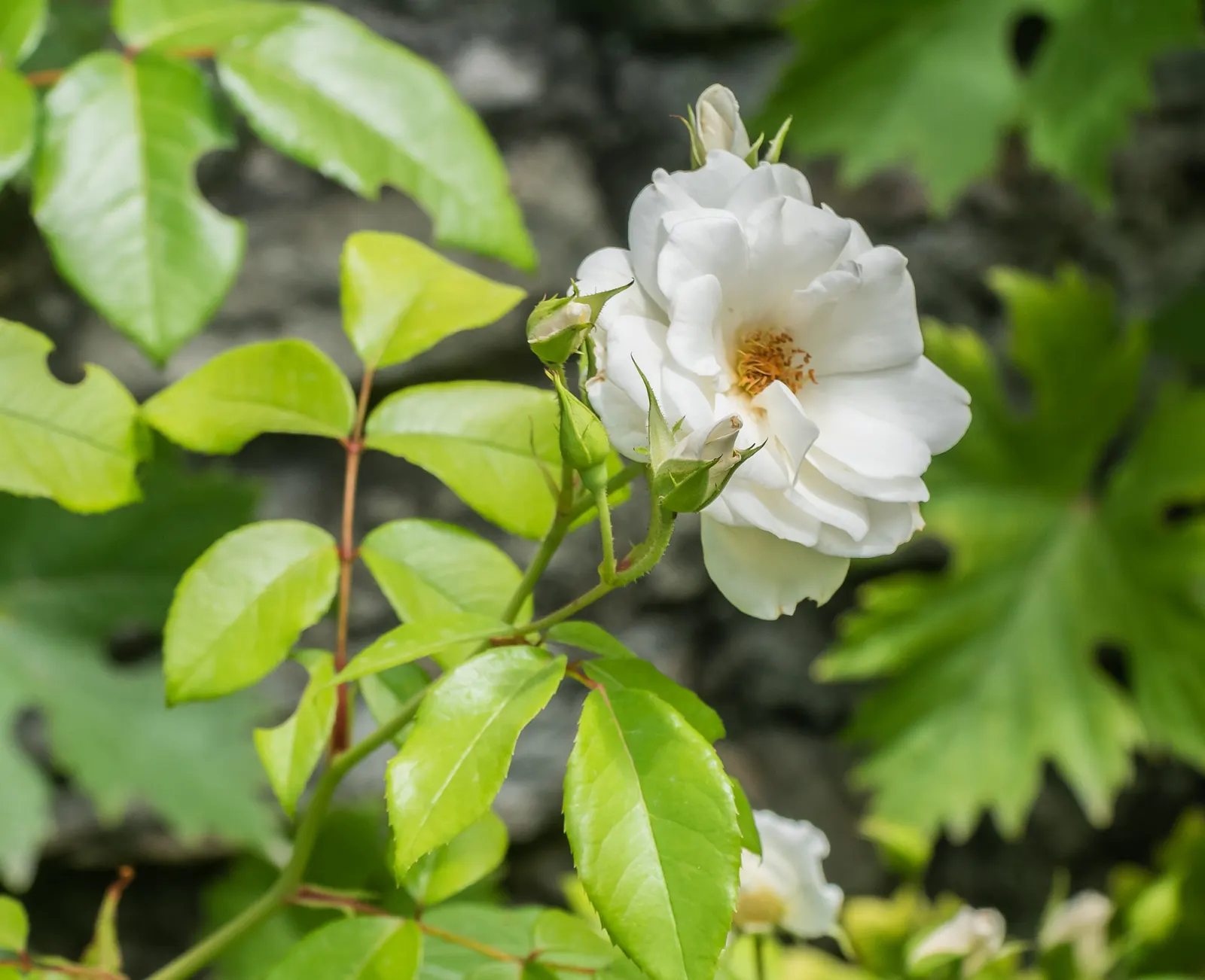 Iceberg Floribunda Rose (Rosa 'Iceberg') — white flowers in the garden; making it a low-maintenance choice popular for borders, image 64