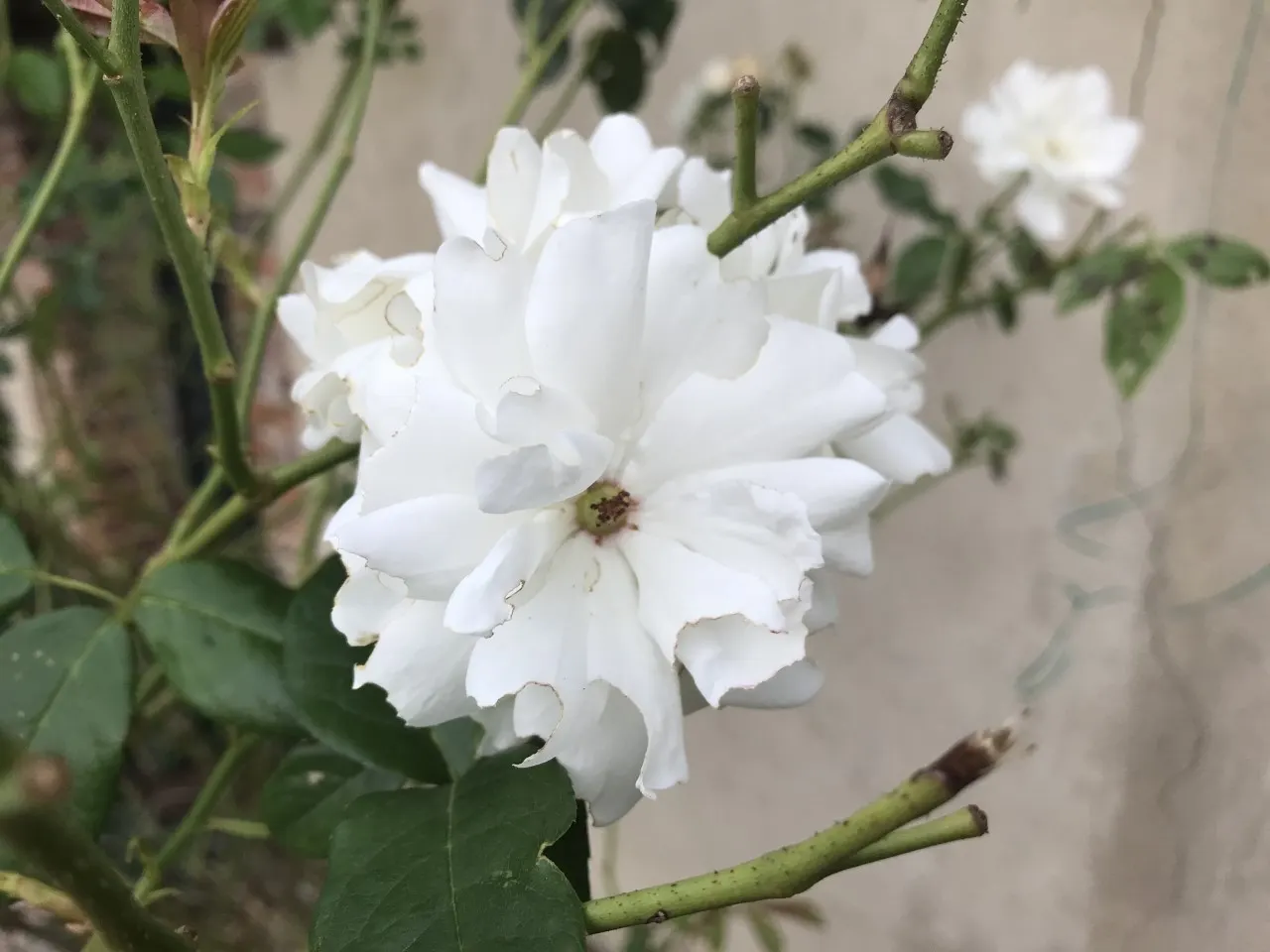 Iceberg Floribunda Rose (Rosa 'Iceberg') — or as part of a mass planting for a stunning visual impact