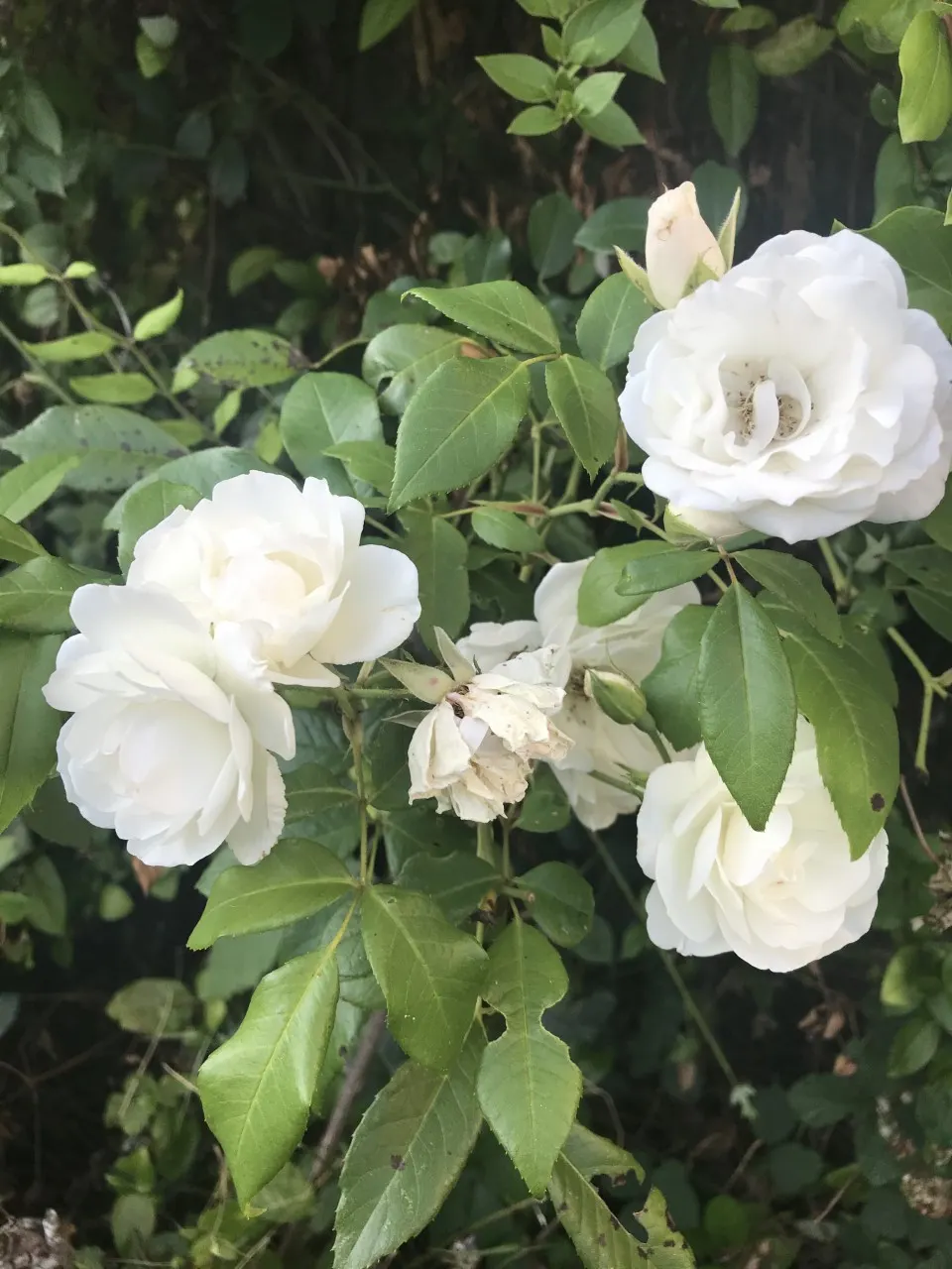 Iceberg Floribunda Rose (Rosa 'Iceberg') — shrub for full or half; placing it in areas of leisure or along pathways can enrich the sensory experience of the