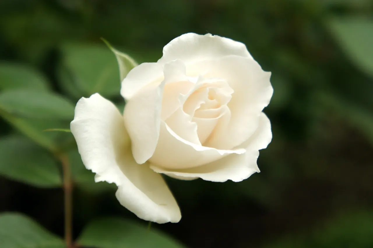 Iceberg Floribunda Rose (Rosa 'Iceberg') — shrub for full or half; placing it in areas of leisure or along pathways can enrich the sensory, image 66