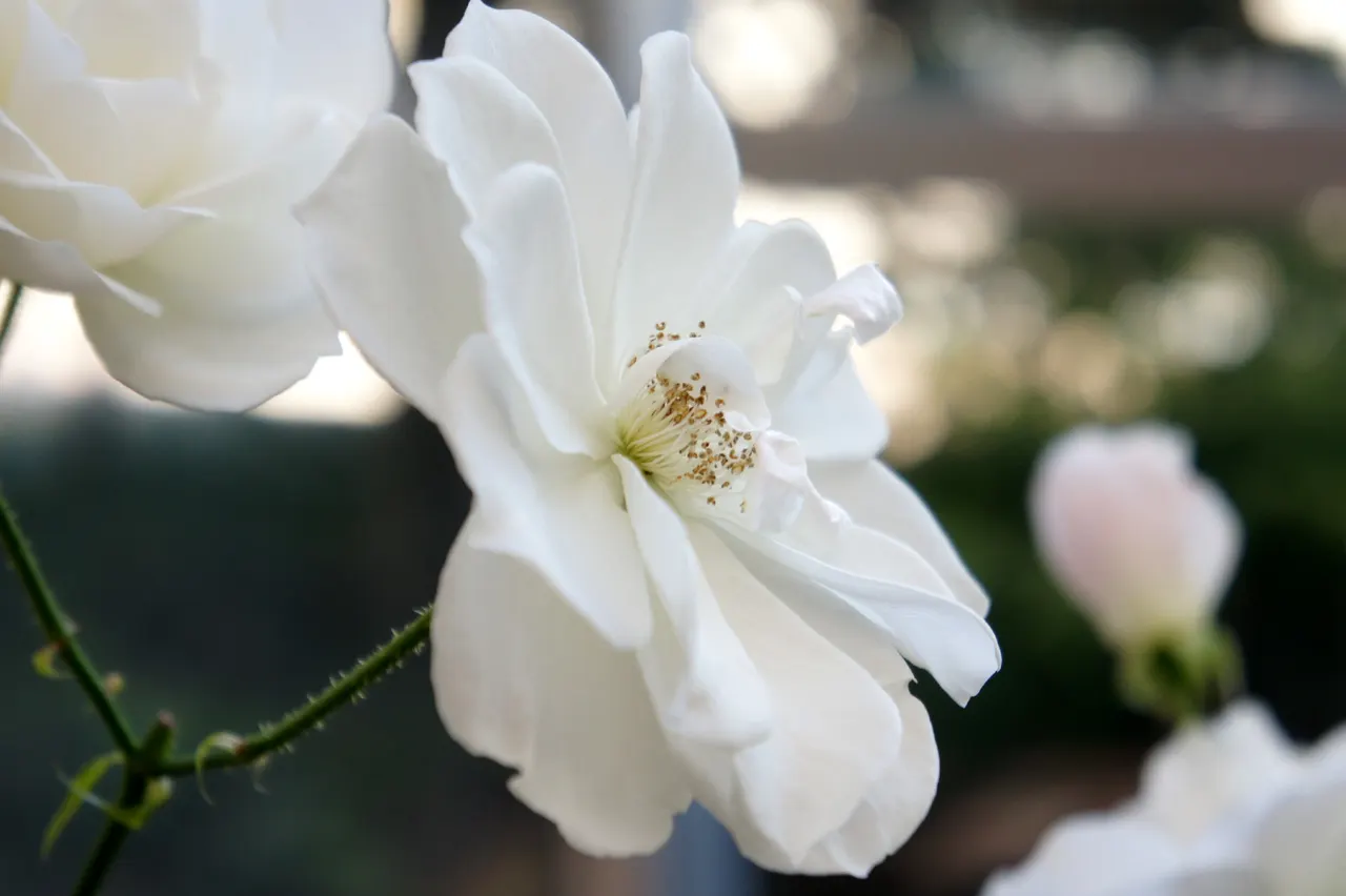 Iceberg Floribunda Rose (Rosa 'Iceberg') — This rose is disease-resistant; hardy in USDA zones 5 through 9, 'Iceberg' reaches 3 to 4 feet in height, image 70