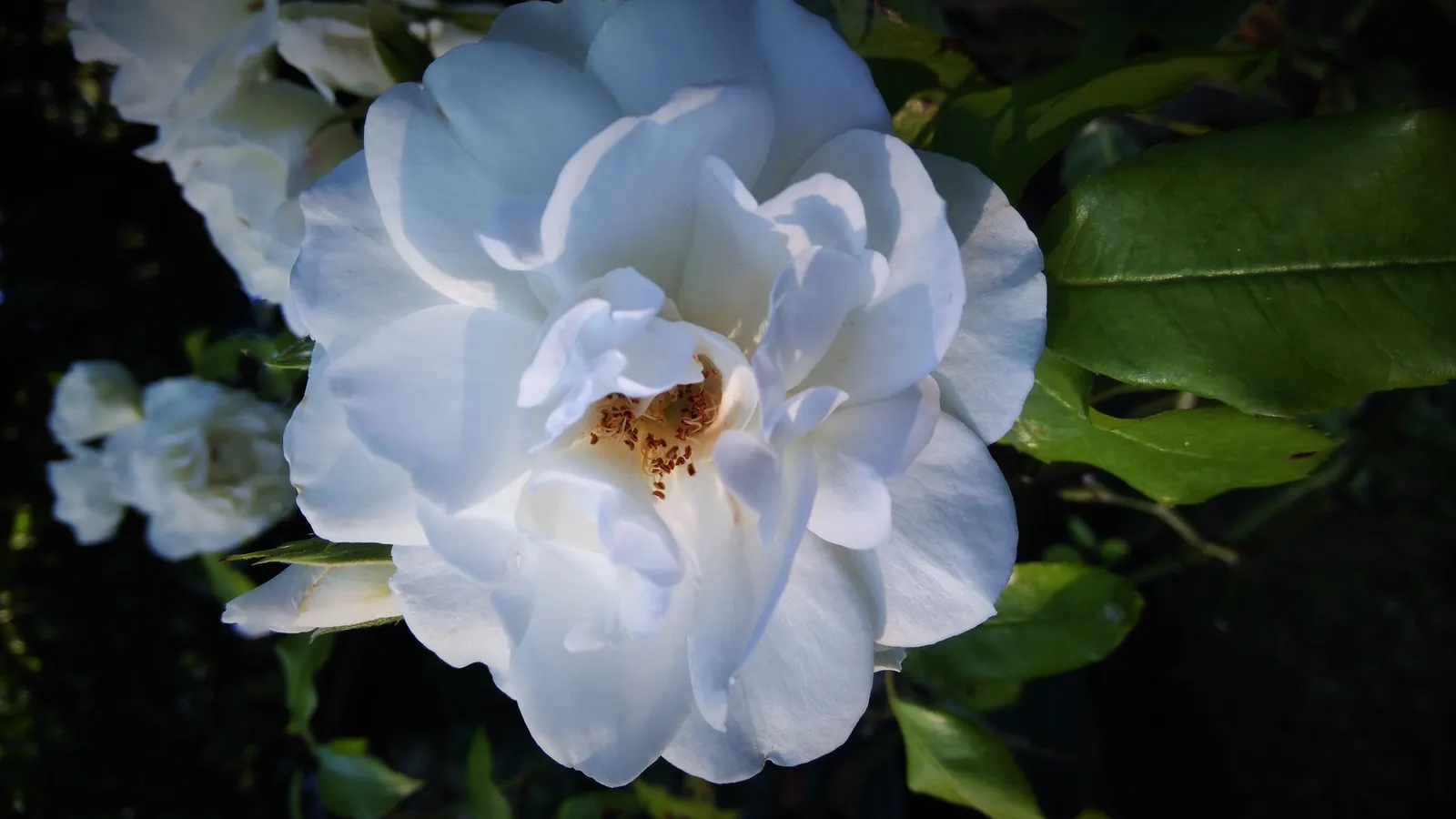 Iceberg Floribunda Rose (Rosa 'Iceberg') — notably to powdery mildew and rust; shrub for full or half, image 57