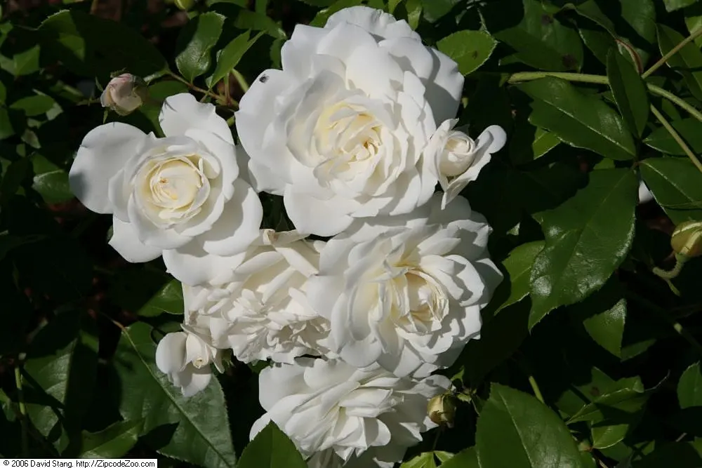 Iceberg Floribunda Rose (Rosa 'Iceberg') — consider its use as a border; shrub with white blooms