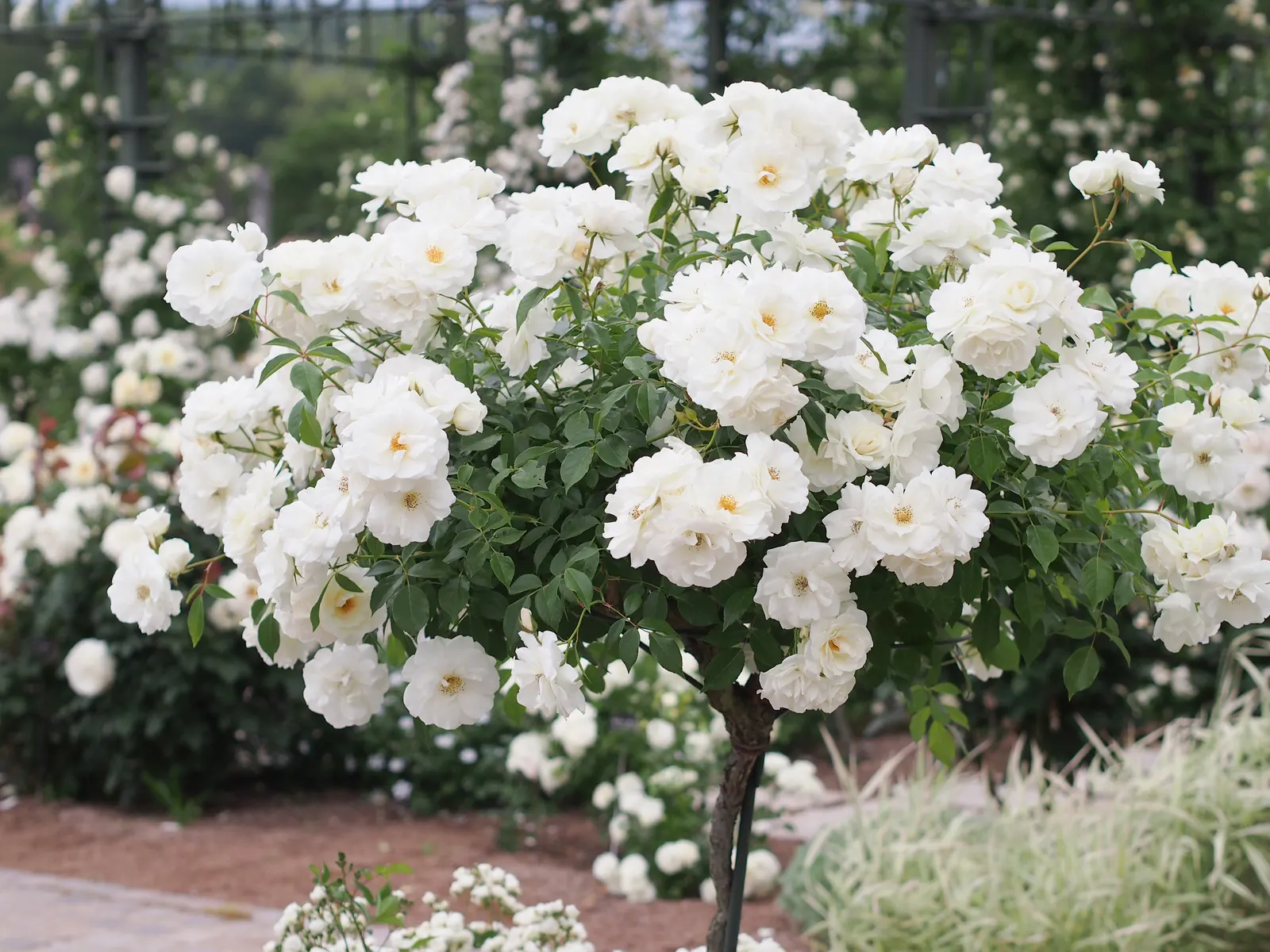 Iceberg Floribunda Rose (Rosa 'Iceberg') — minimizing the need for chemical treatments and thus facilitating a more environmentally-friendly, image 58