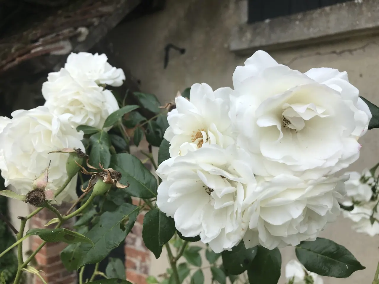 Iceberg Floribunda Rose (Rosa 'Iceberg') — <br><br>This cultivar is favored for its disease resistance; it's a low-maintenance choice, image 78