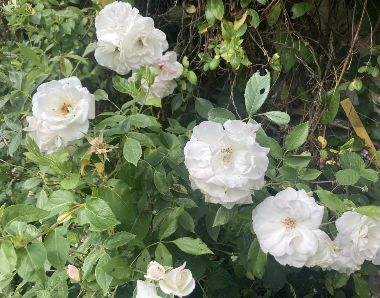 Iceberg Floribunda Rose (Rosa 'Iceberg') — or as part of a mass planting for a stunning visual impact; each flower typically measures around 3, image 83