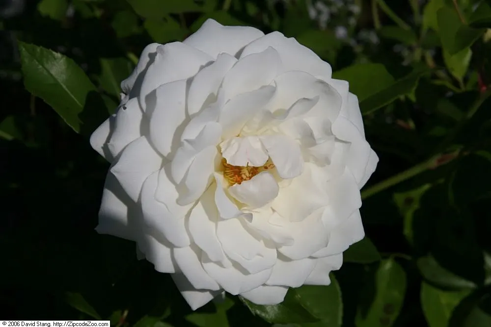 Iceberg Floribunda Rose (Rosa 'Iceberg') — shrub with white blooms; <br><br>This cultivar is favored for its disease resistance