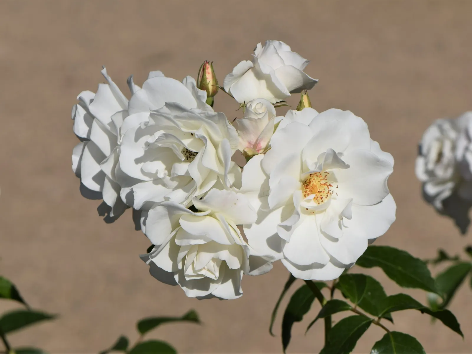 Iceberg Floribunda Rose (Rosa 'Iceberg') — <br><br>This cultivar is favored for its disease resistance; it's a low-maintenance choice